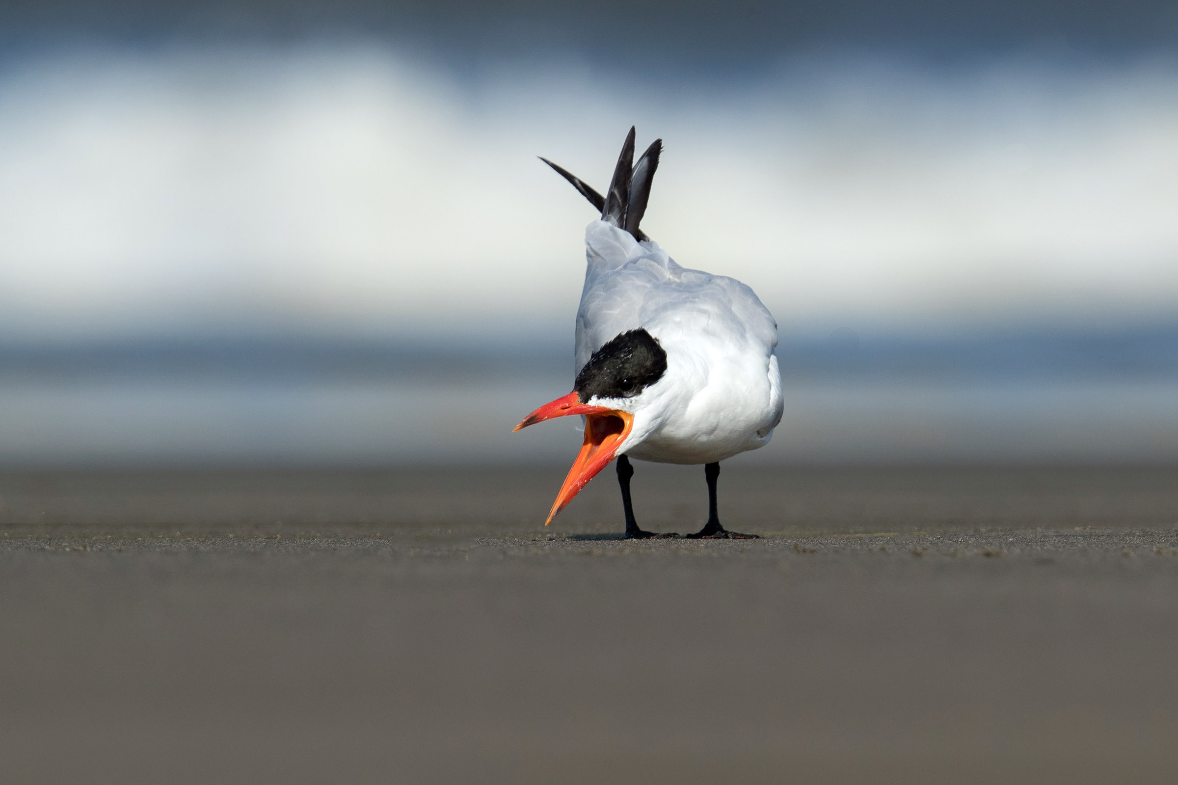Caspian Tern Audubon Field Guide