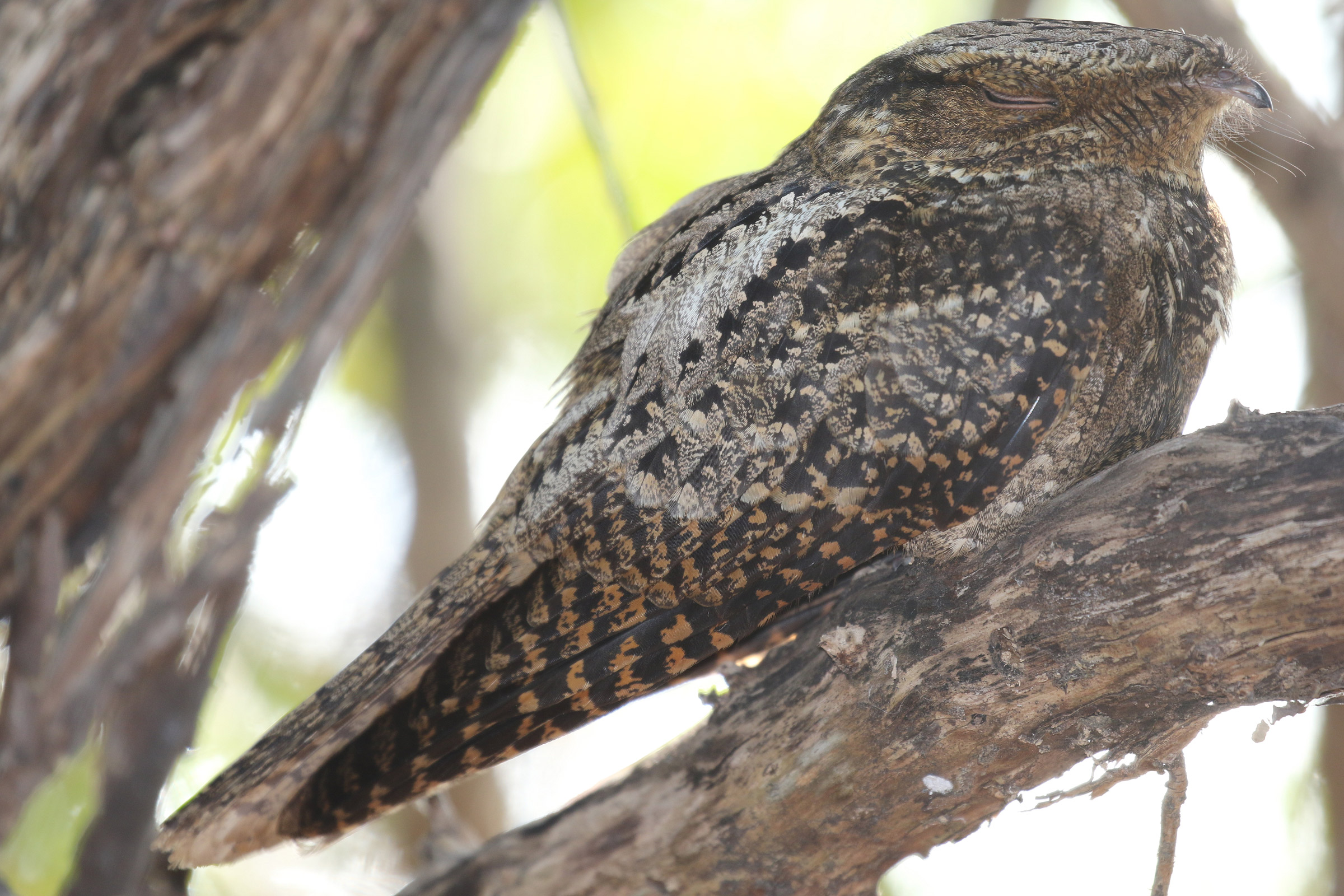 Chuck-will's-widow | Audubon Field Guide