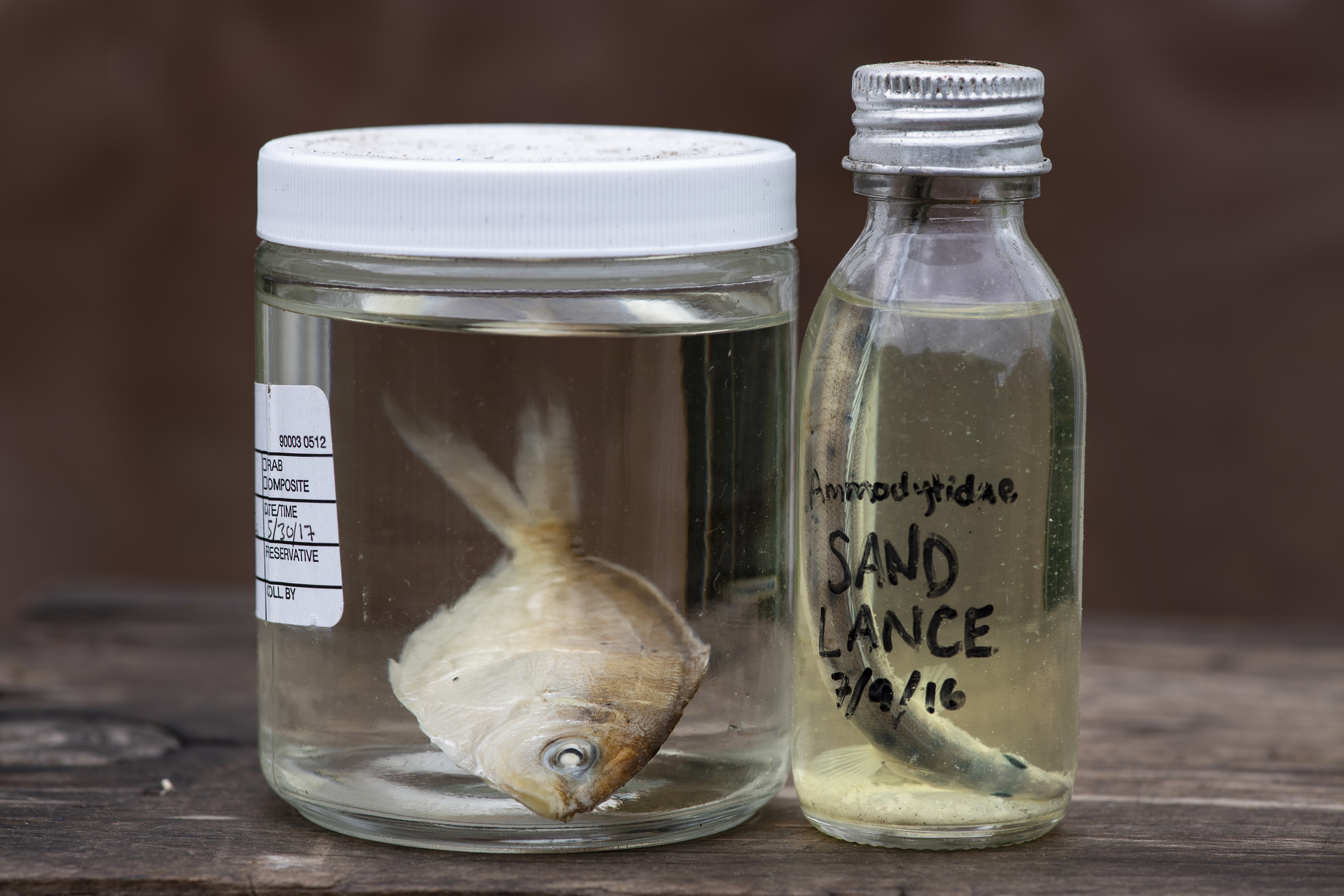 Butterfish (left) and sand lance (right) collected in the colony. Chris Linder
