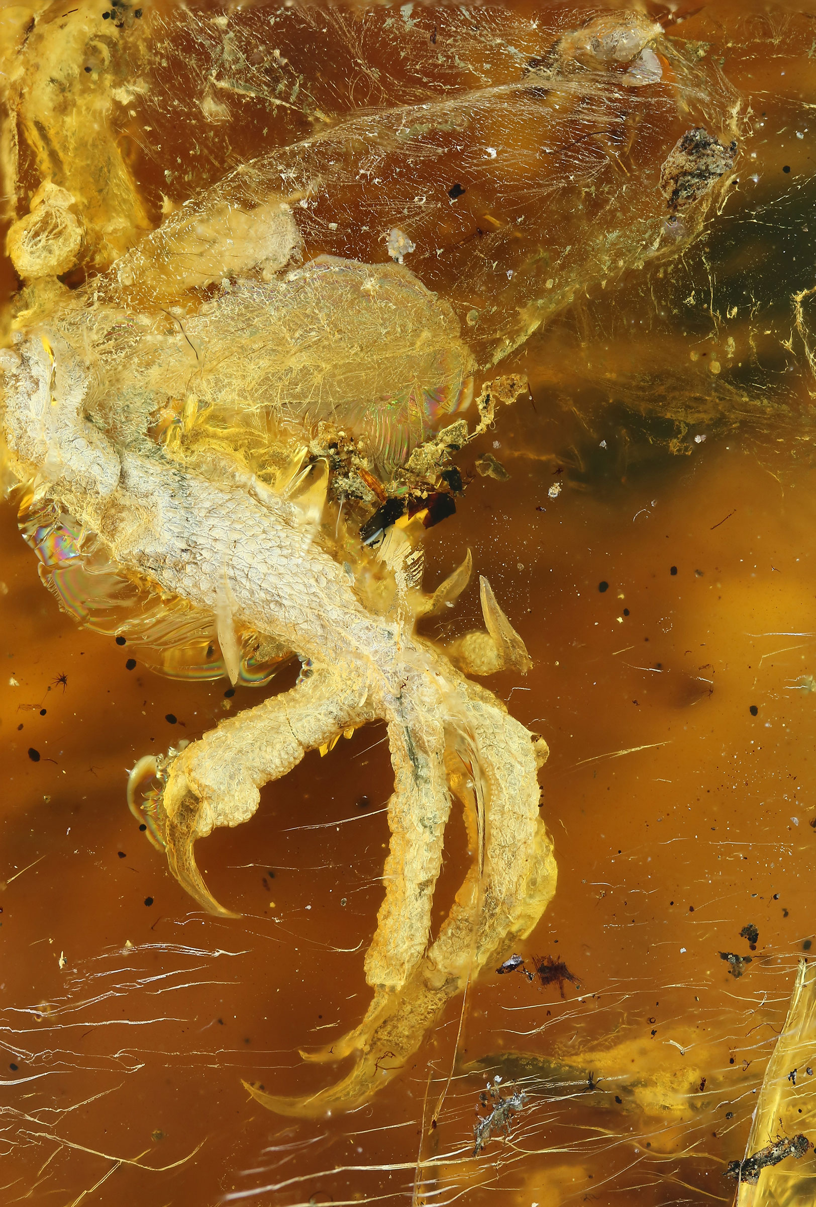 The baby bird's foot and shin were preserved so well that translucent skin can be seen above the ankle region. Ming Bai/Chinese Academy of Sciences