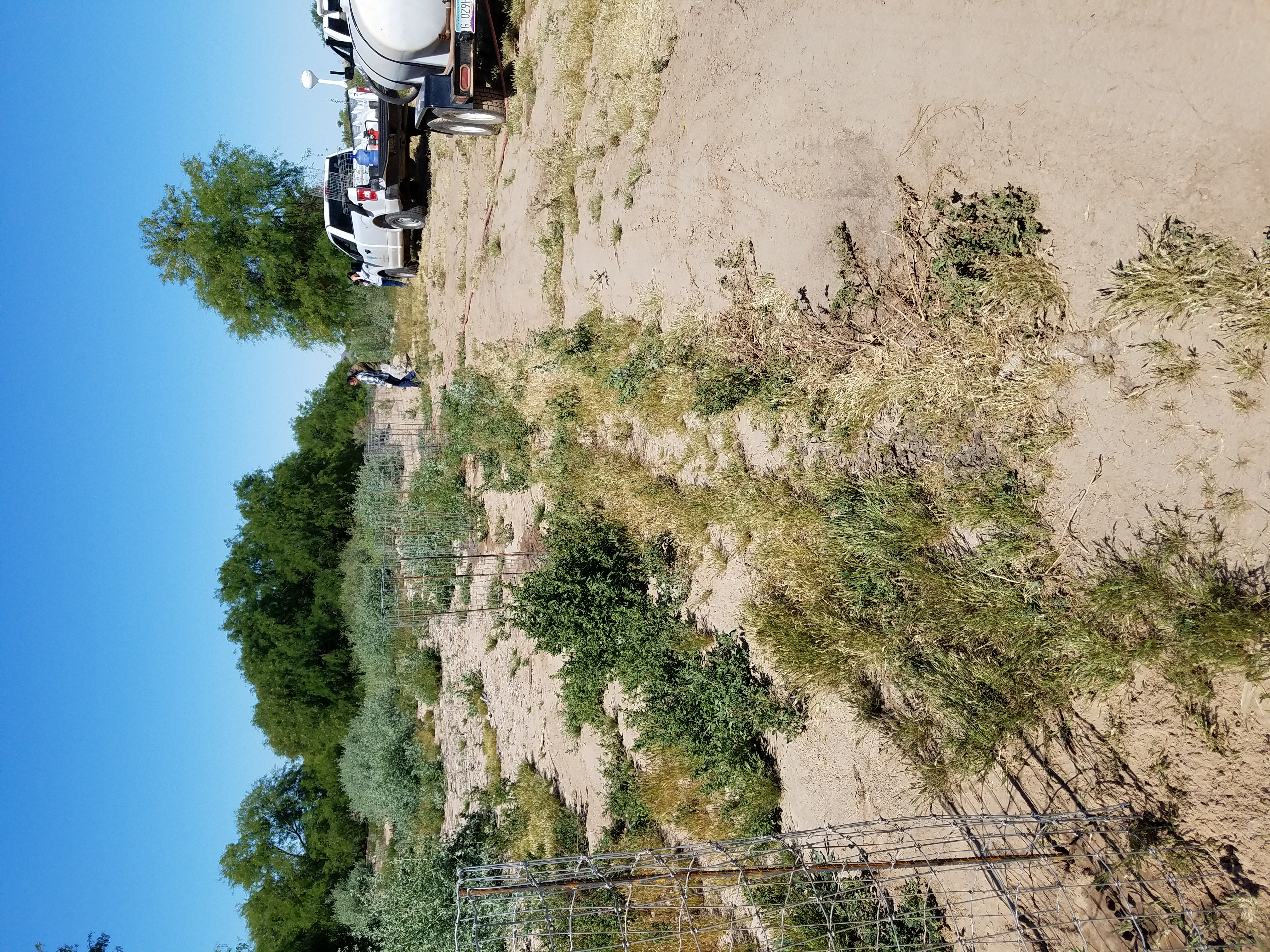 A white pickup truck towing a large water tank parked adjacent a sparsely vegetated restoration site.  Tall, dark green cottonwood and willow trees provide the backdrop.