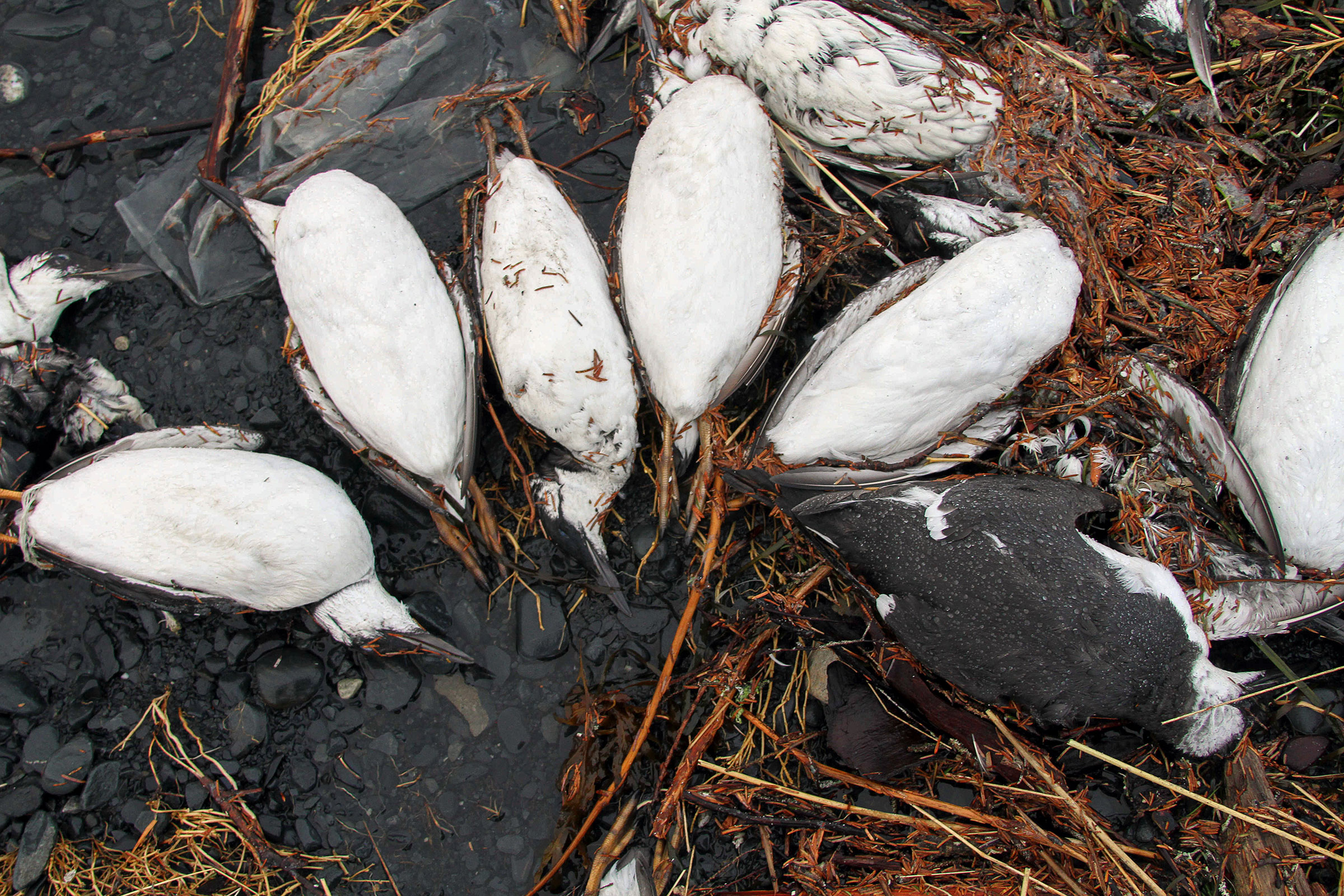 Common Murres washed up on the state's southerly beaches lining the Gulf of Alaska in 2016. This summer, six species showed up dead but were more concentrated in northern Alaska offshore of the Bering and Chukchi Seas. Mark Thiessen/AP