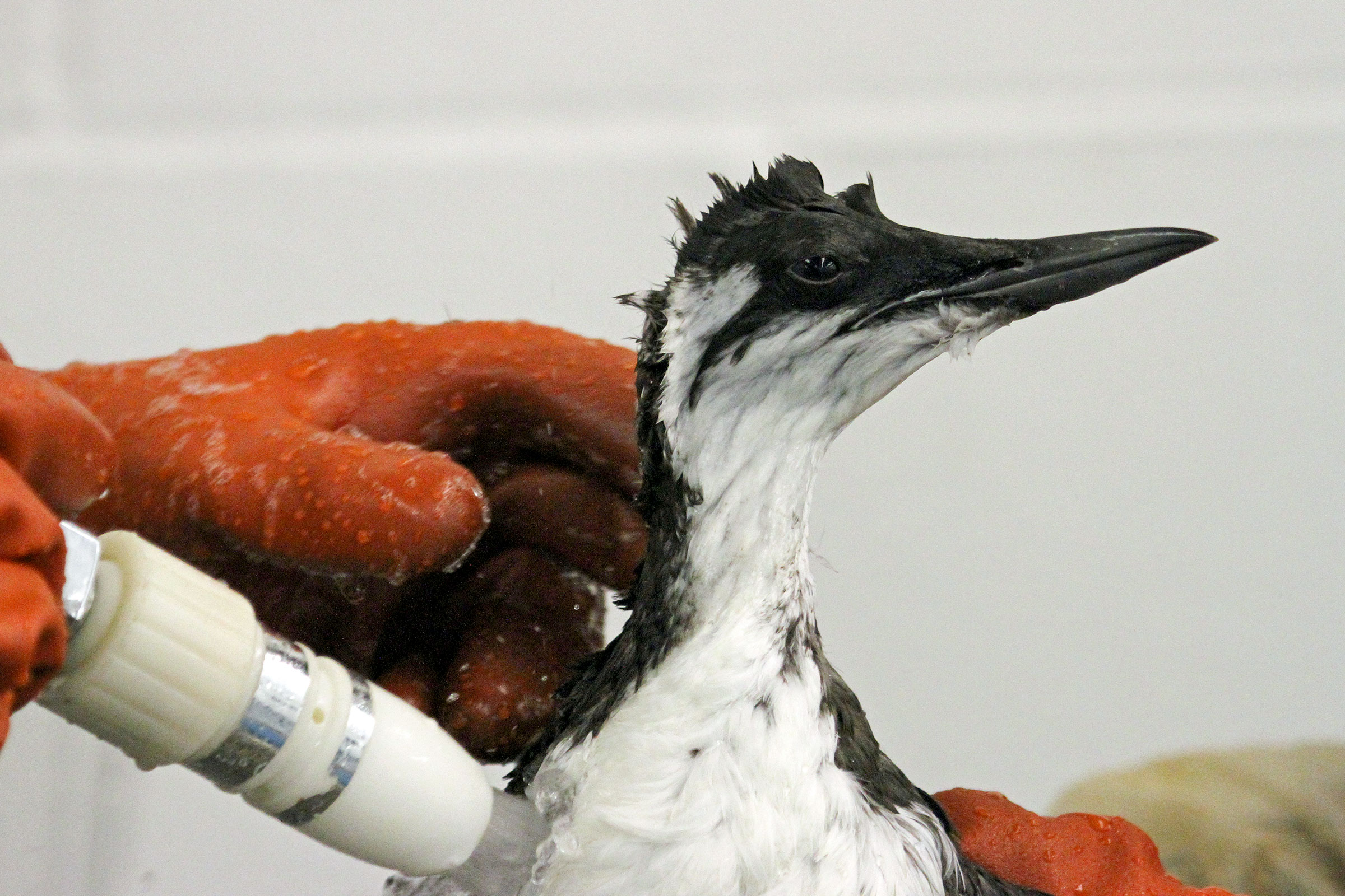 Common Murre being rinsed after wash at a Bird Rescue Wildlife Center. Bill Steinkamp/International Bird Rescue