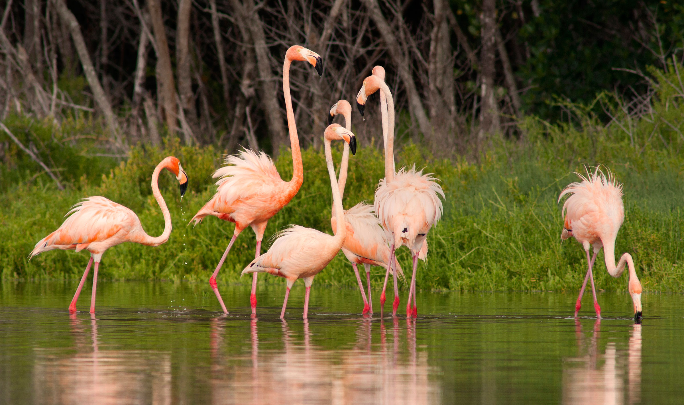 American Flamingos. Connie Mier