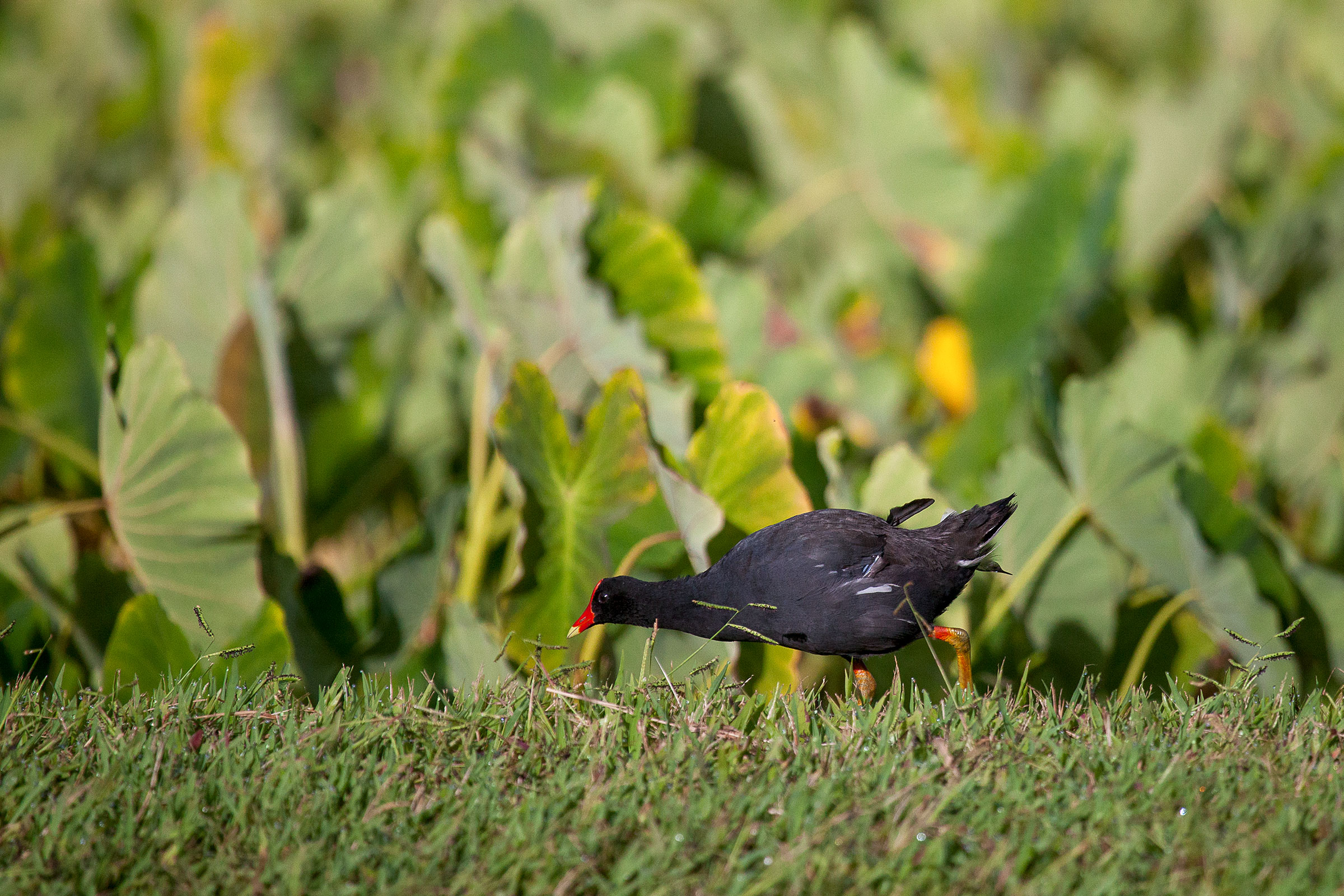 A Hawaiian Common Gallinule—a large black bird with a bright red bill—walks in a grassy field, with broad-leafed vegetation in the background.