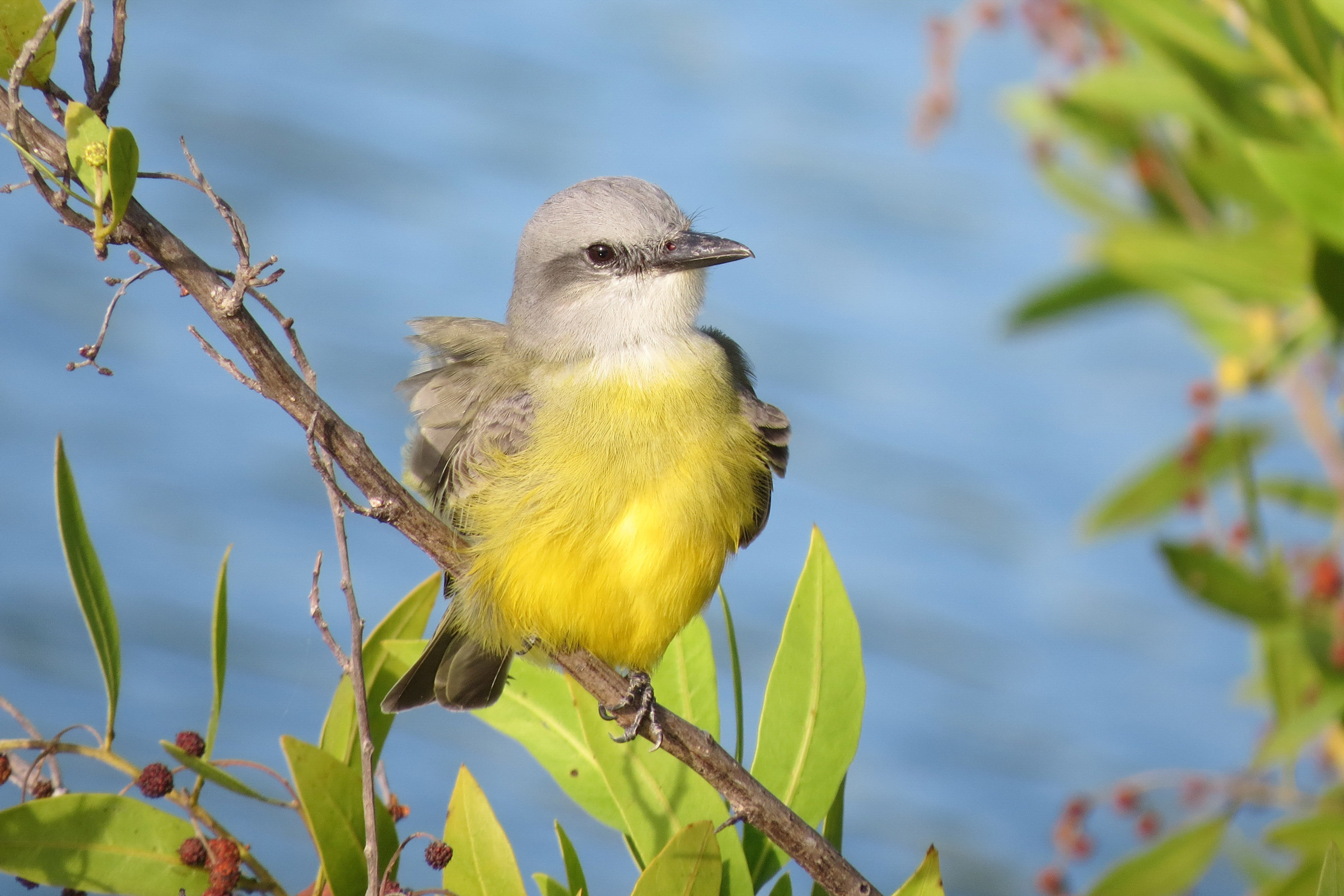 Couch's Kingbird Audubon Field Guide