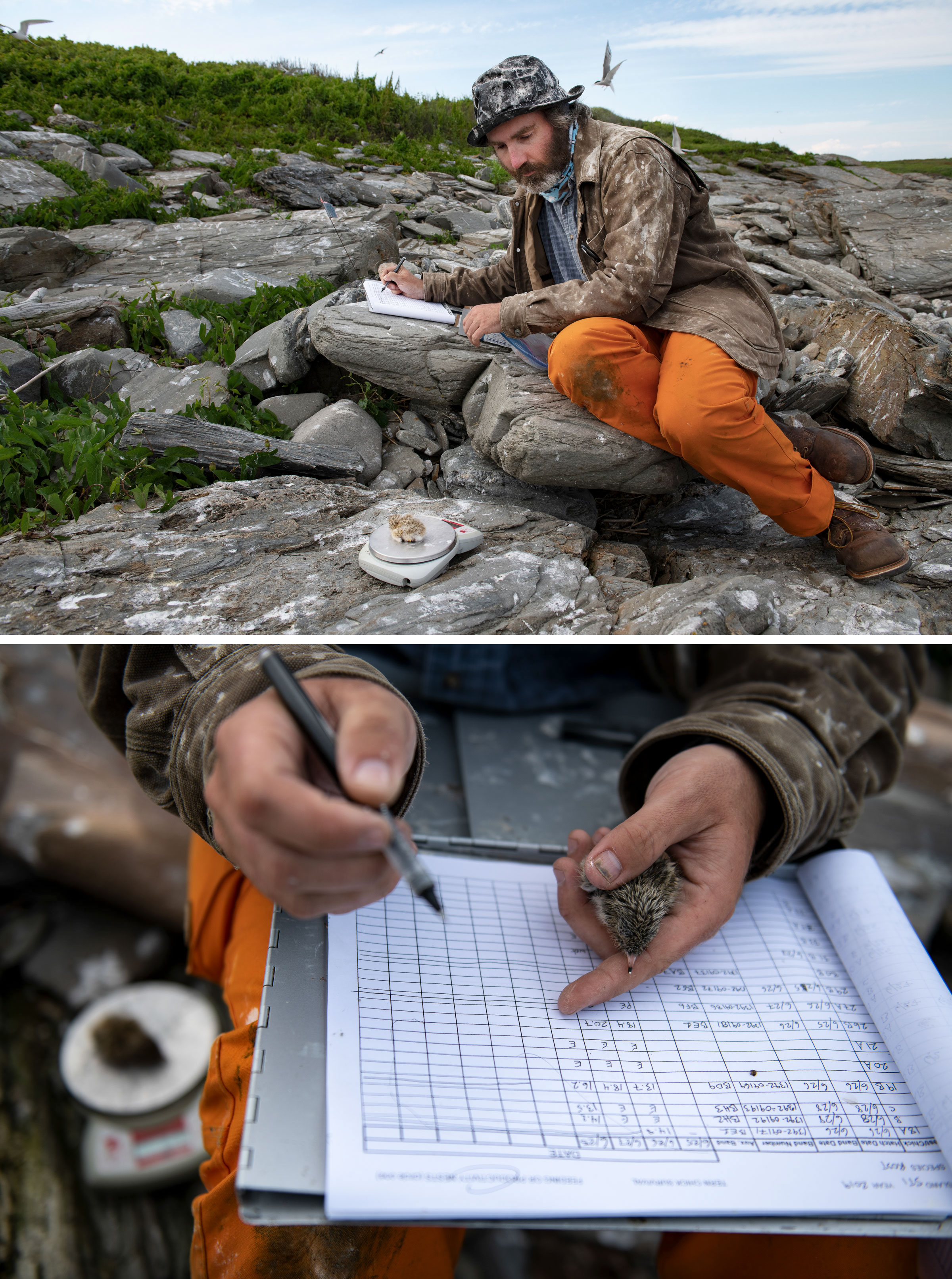 Zeke Smith weighs a roseate chick and records the data on Stratton, an Audubon-owned island and home to the largest colony of breeding roseates in the Gulf of Maine, with 125 pairs. Photos: Chris Linder