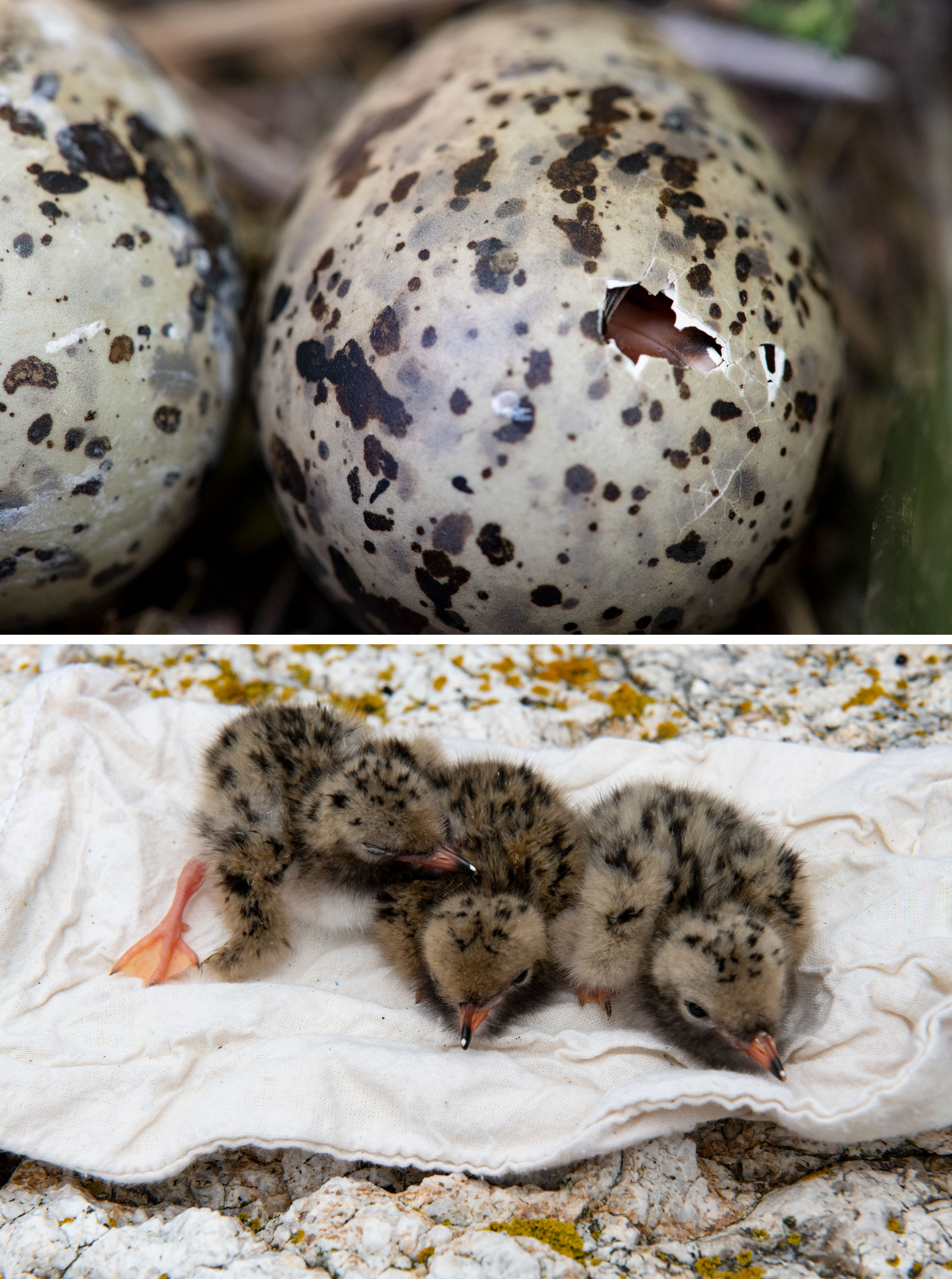 A Roseate Tern chick pipping (top); Common Tern chicks (bottom). Photos: Chris Linder