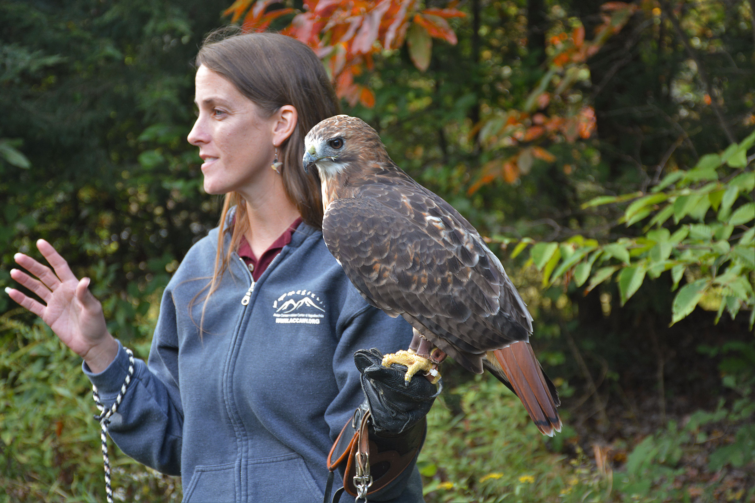 The writer with Canaan, a female Red-tailed Hawk from the Avian Conservation Center of Appalachia. Despite a permanent wing injury, Canaan is still as intimidating as she is affectionate. Ruth Bergen