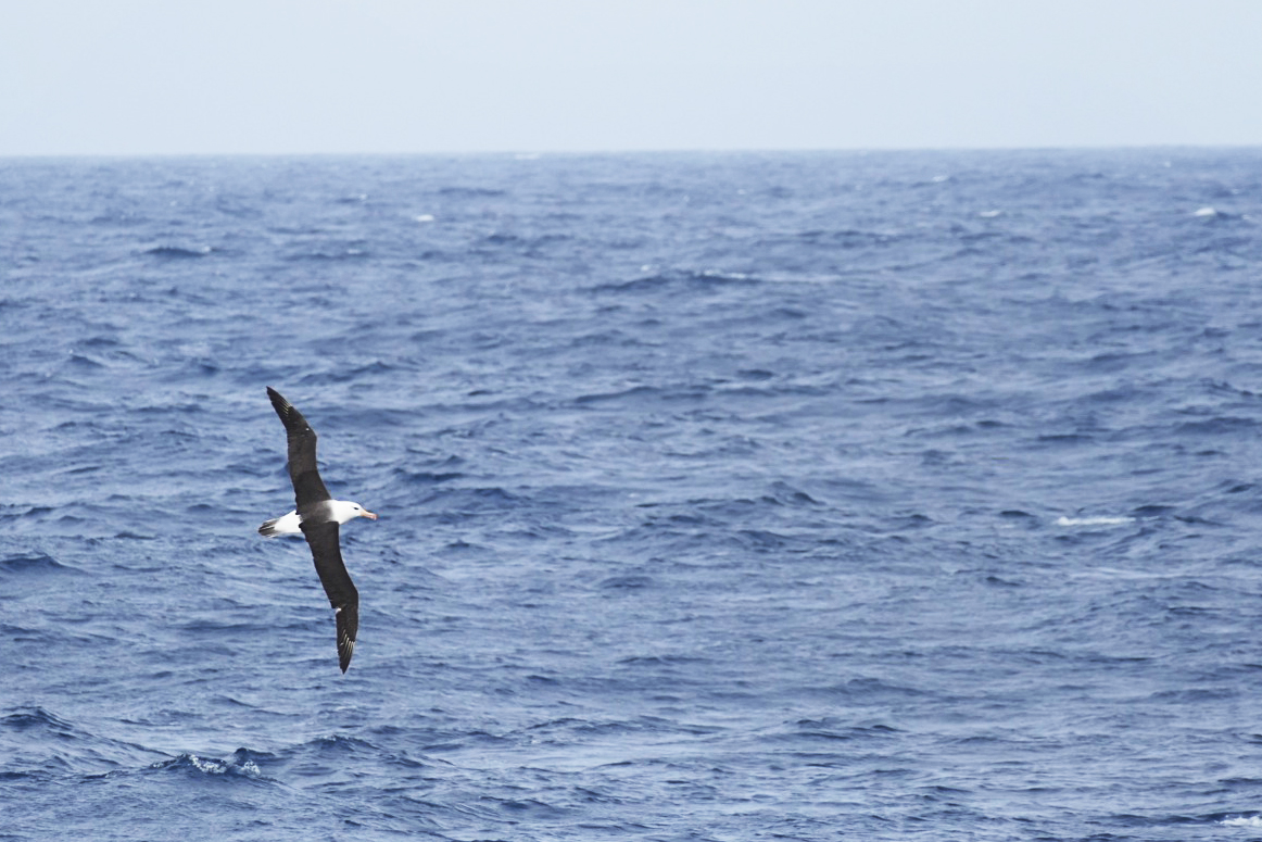 A Black-browed Albatross flies in alongside the ship. Noah Strycker