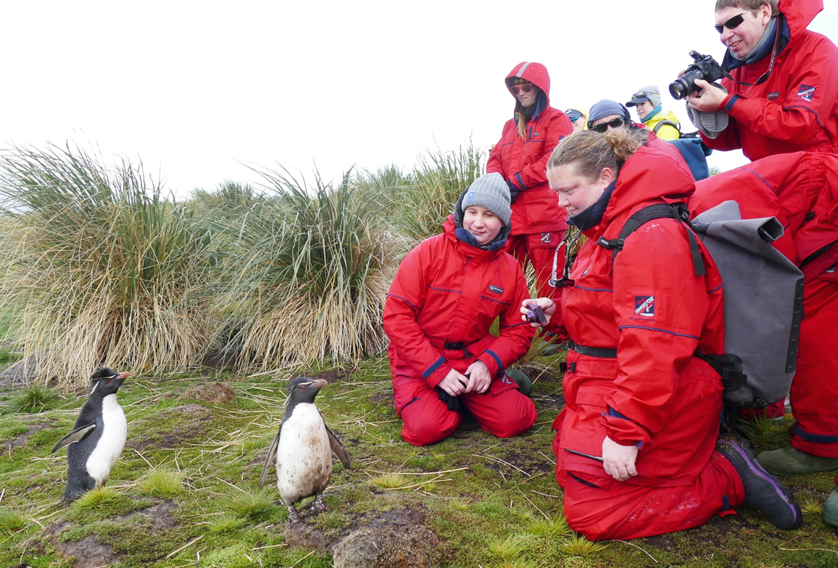 Two Rockhopper Penguins approach passengers from the Akademik Ioffe on Bleaker Island. Noah Strycker