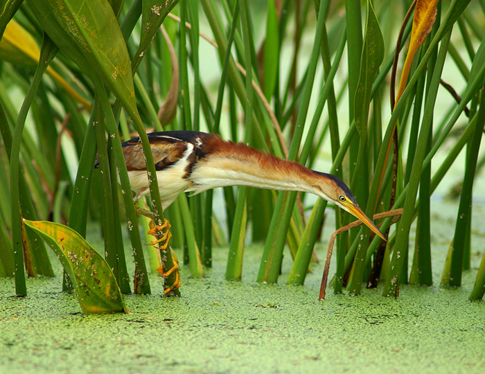 Least Bittern Least Bittern
