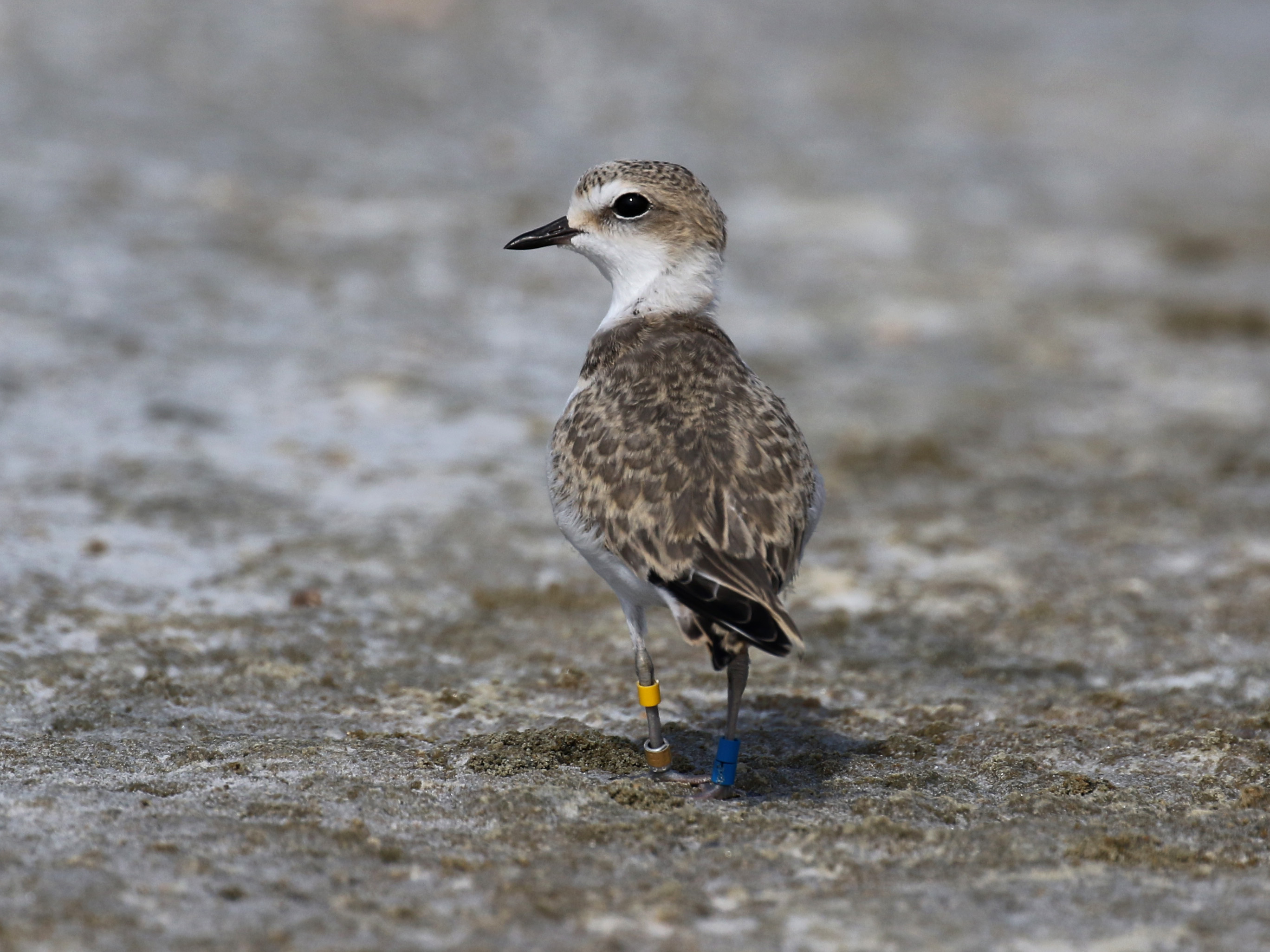 Western Snowy Plover Western Snowy Plover. Western Snowy Plover. Bruce A./Donor Insight Panel