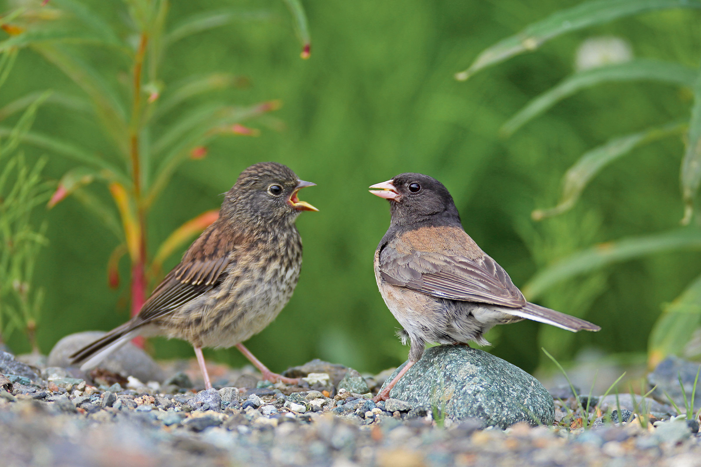 Why Some Songbirds Kick Their Chicks Out Before They Can Fly Audubon