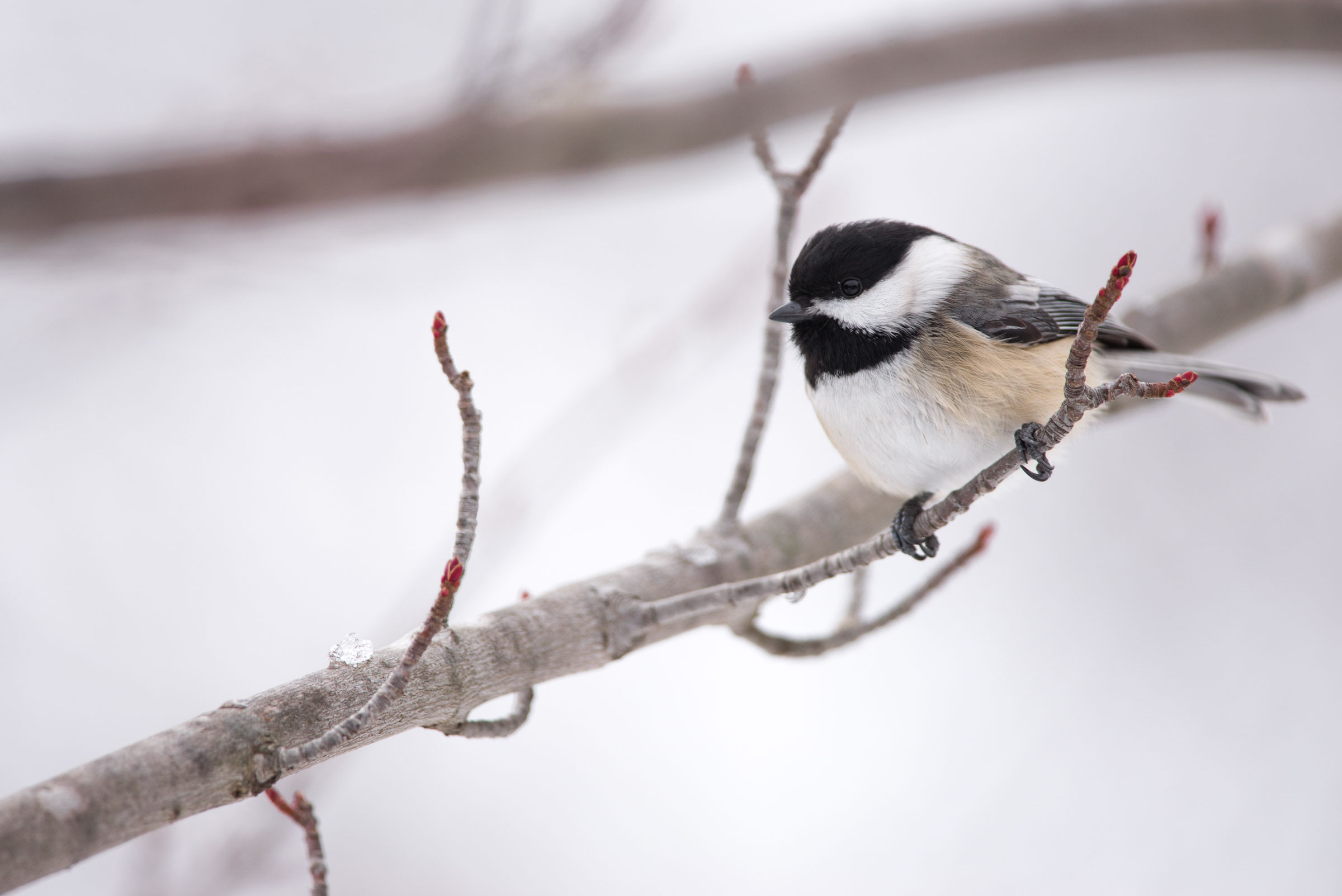 The Black-capped Chickadee is a bird of the masses, argues Canada’s Parliamentary Poet Laureate. Jeff O'Keeffe/Audubon Photography Awards
