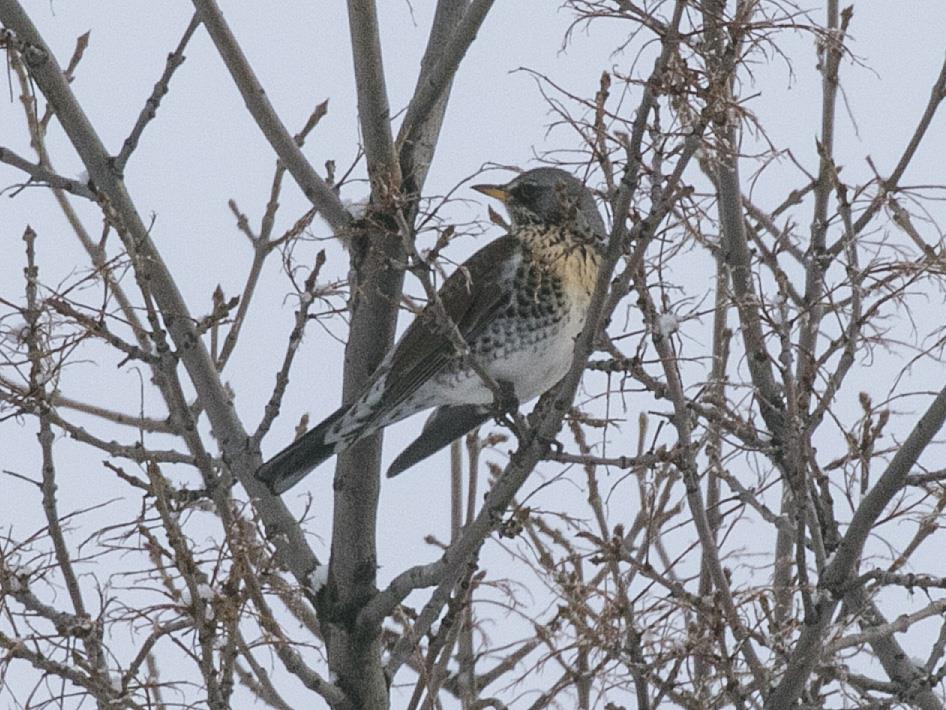 Fieldfare, seen on count day but photographed 21 Dec 2015 Bob Martinka, Missoula, MT