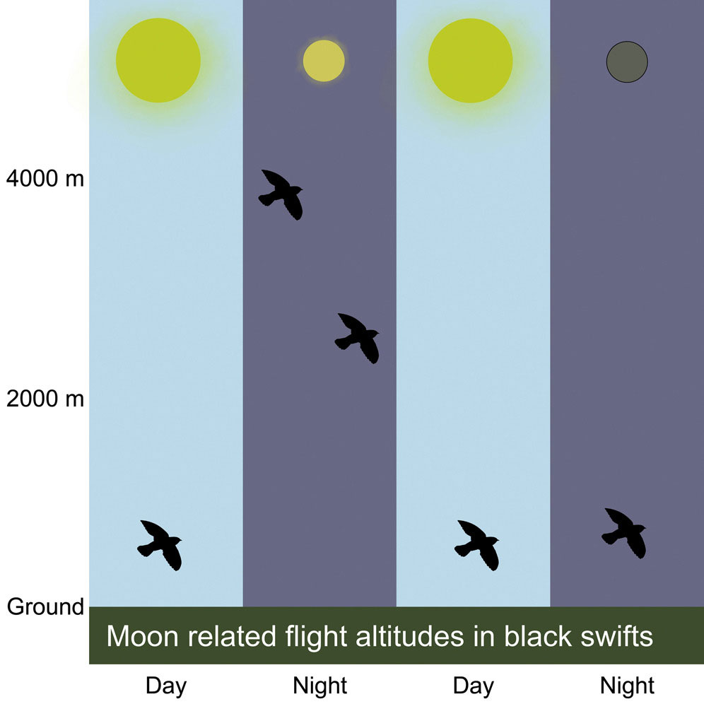 A graphic shows how the altitude of a bird in flight changes depending on whether it is day or night, and whether it is a full moon or new moon.