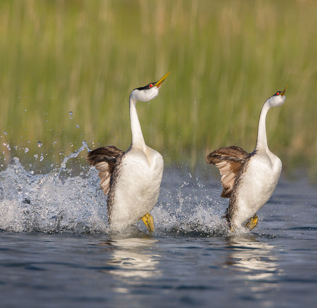 Western Grebes. Gary Luhm