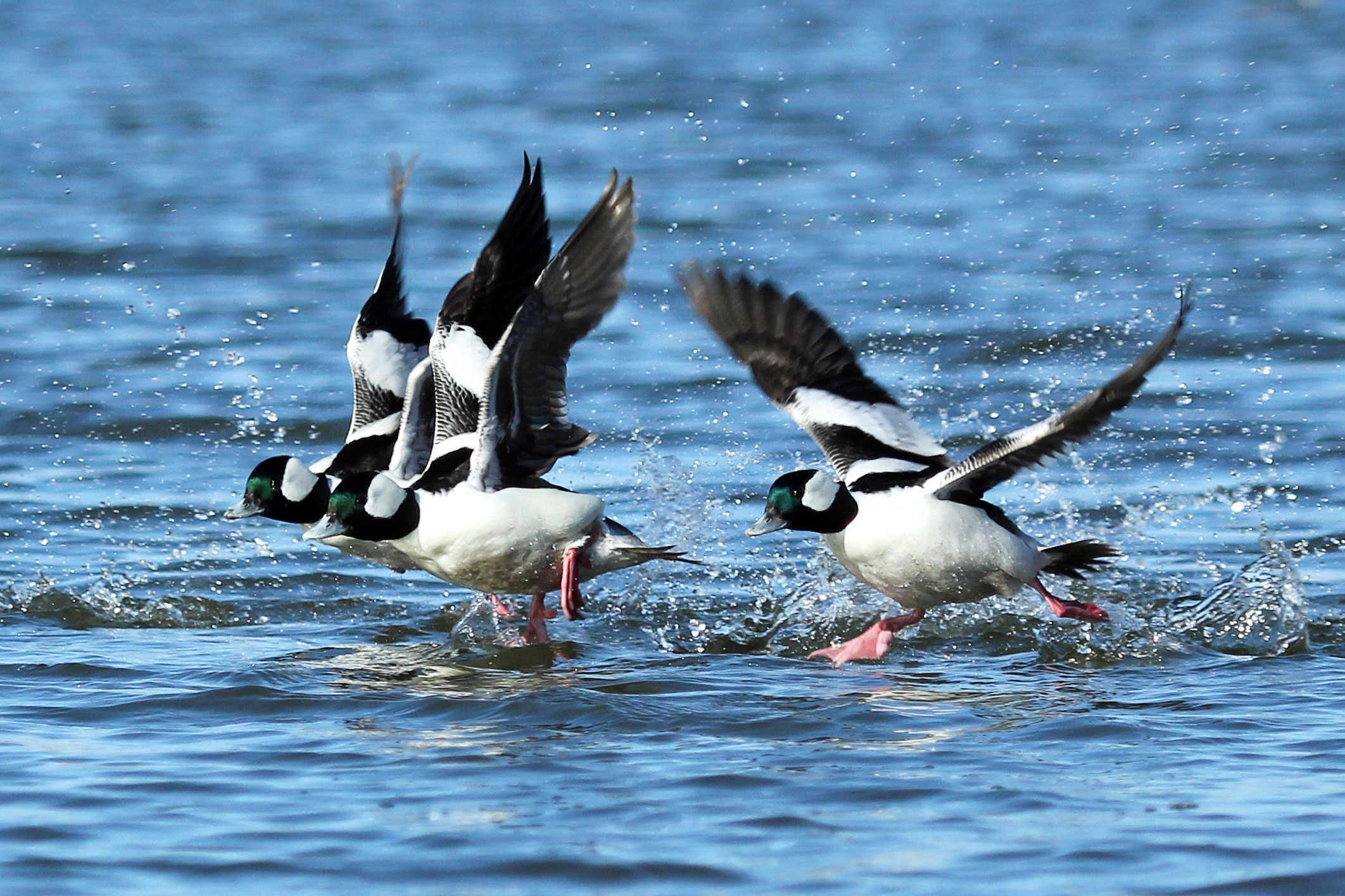 When male Buffleheads are in flight, their bold white wing patches make a good field mark. John West/Great Backyard Bird Count