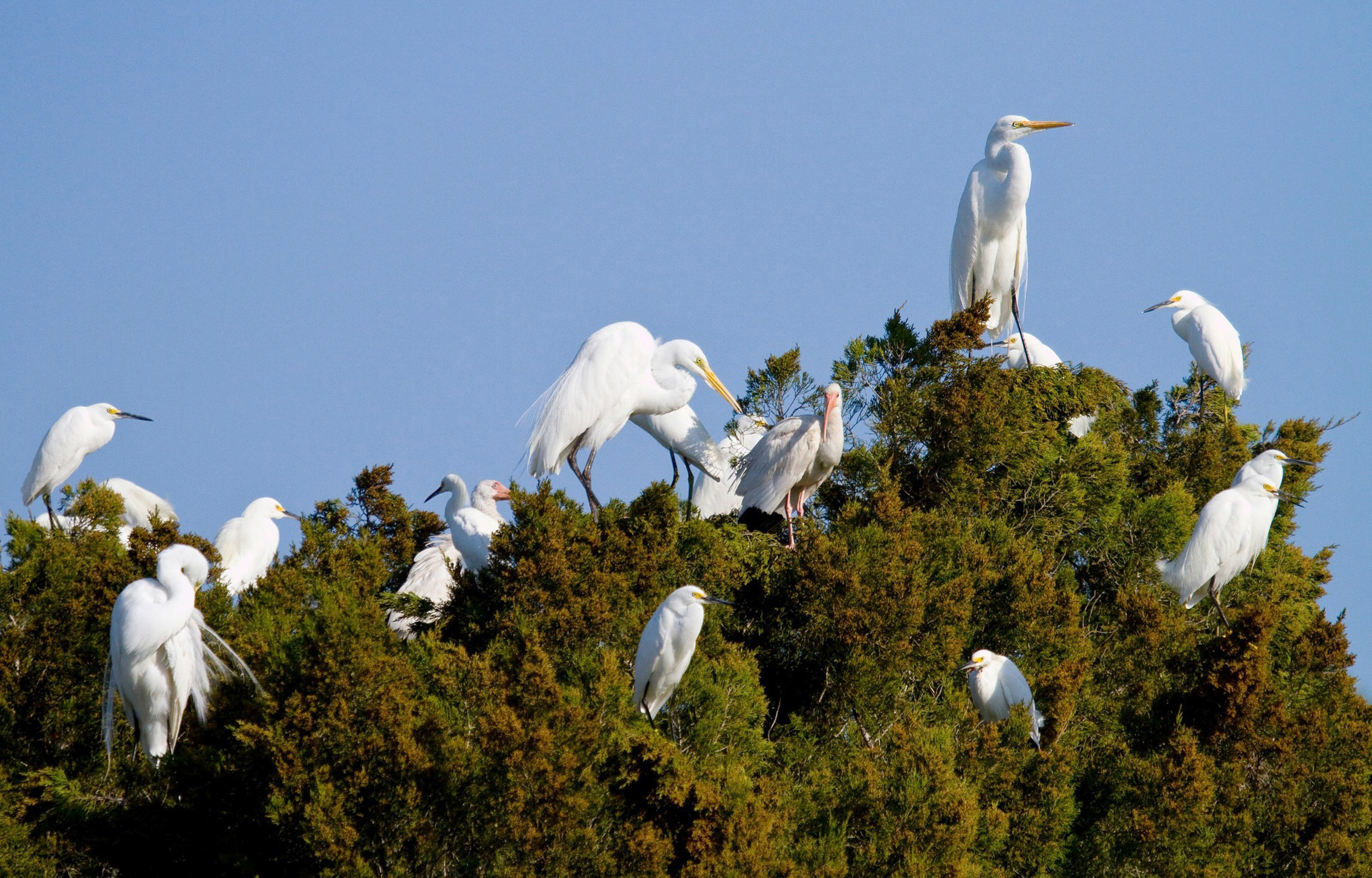 Great Egrets, Snowy Egrets, and White Ibises. Mark Eden/Audubon Photography Awards