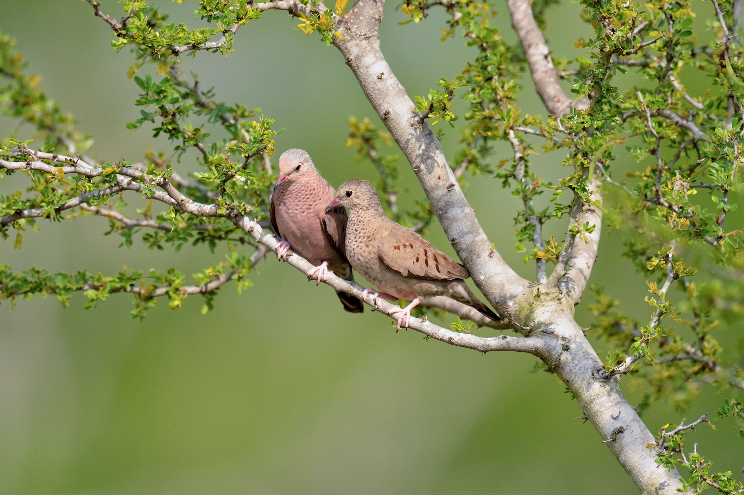 Common Ground Dove. Don Johnston/Alamy