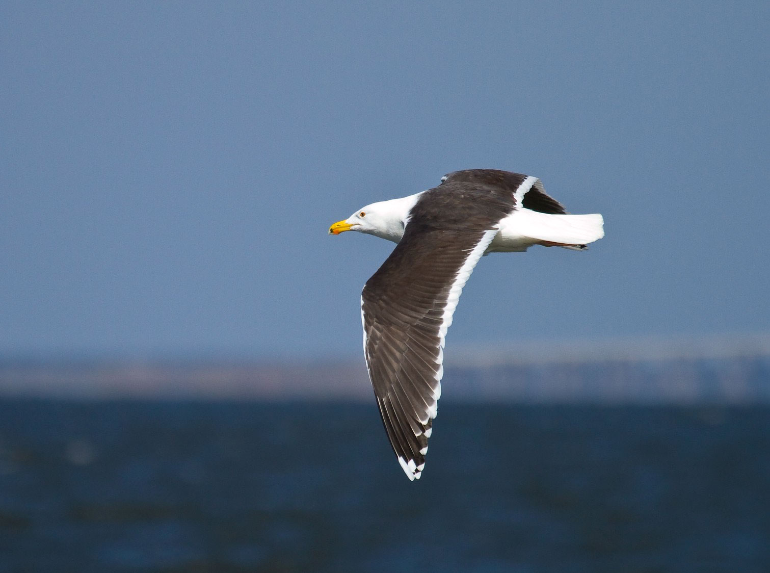 Simplified tip no. 2: The Great Black-backed Gull is “a fairly sedentary gull, spending much of its time loafing on the beach, resting on the water, or standing atop an elevated post or light fixture.” Mark Eden/Great Backyard Bird Count
