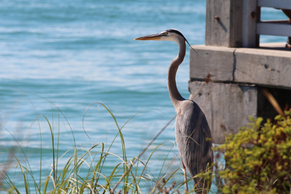 Great Blue Heron Great Blue Heron