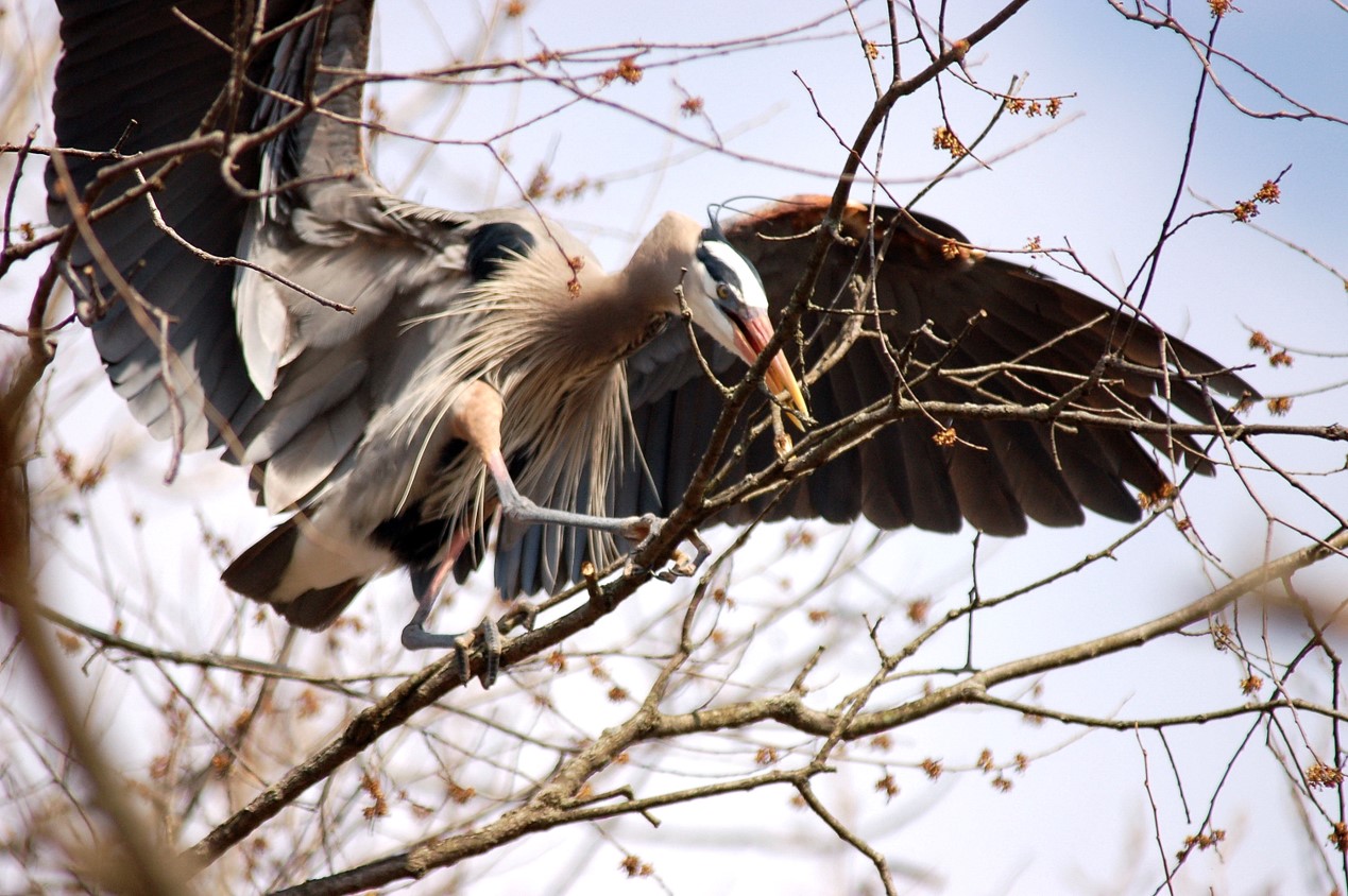 G Great Blue Heron