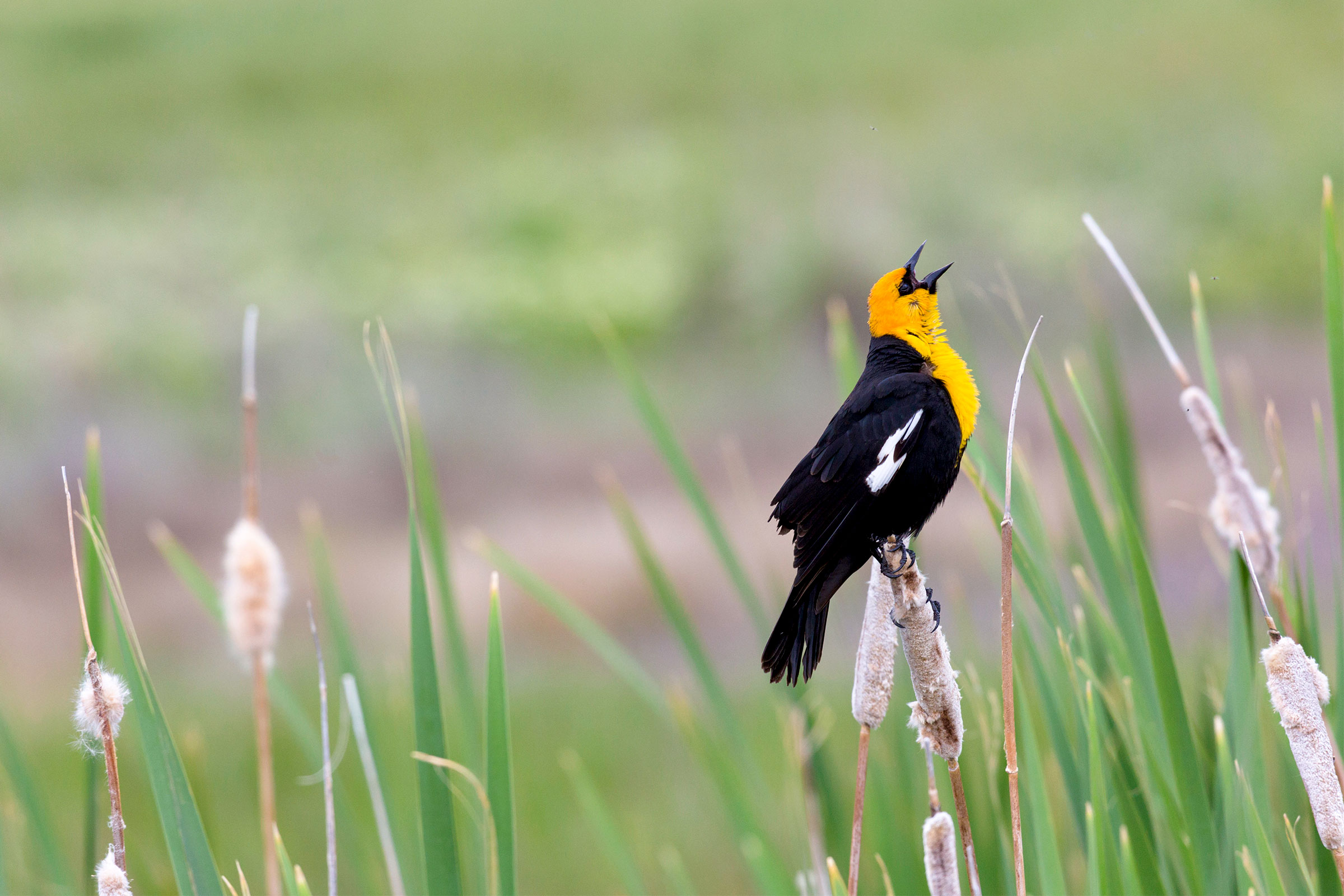 Yellow-headed Blackbird at the Great Salt Lake. Florence McGinn/Alamy