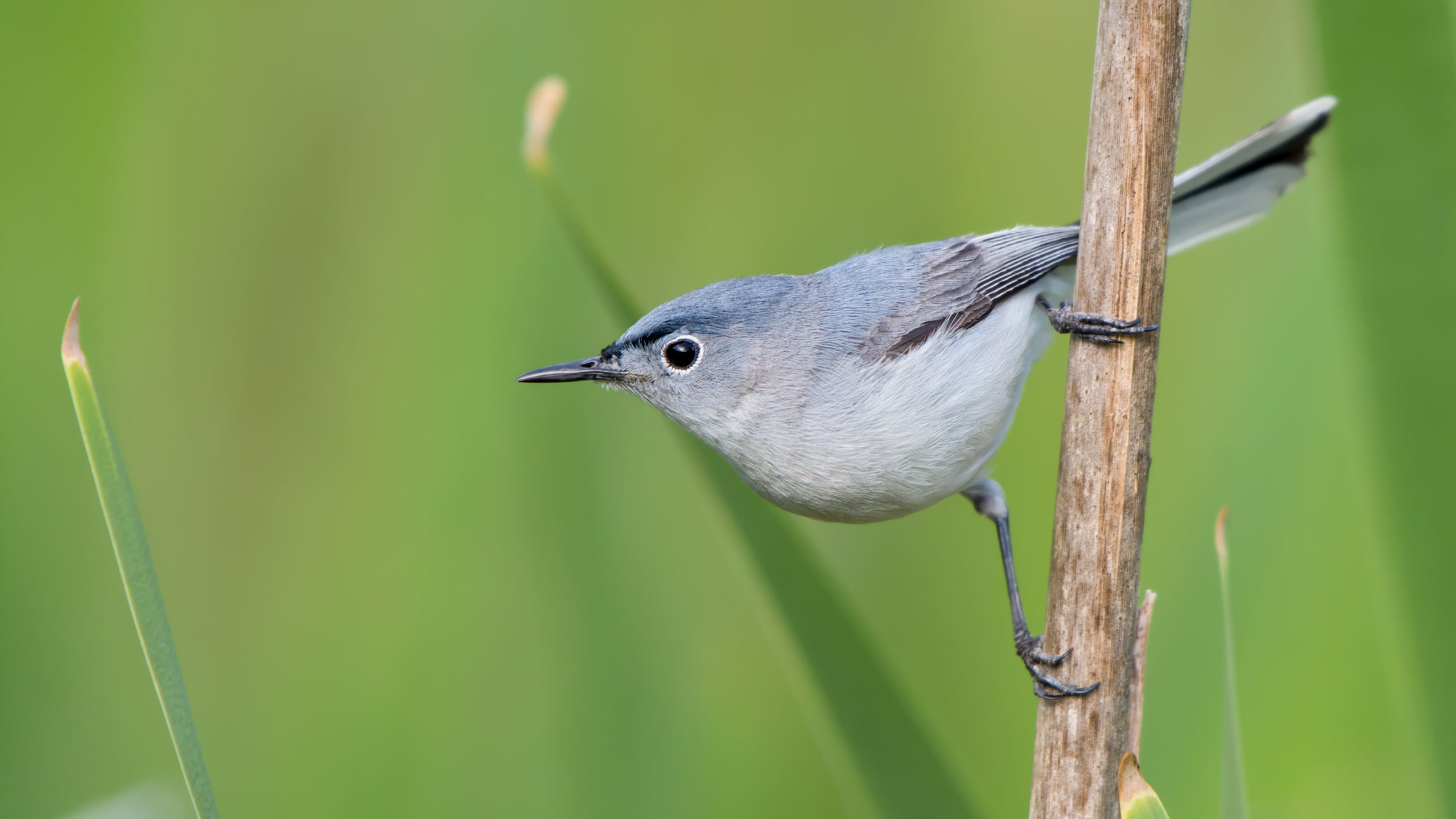 Blue Gray Gnatcatcher Prints Digital Prints Trustalchemy Blue Gray Gnatcatcher Prints Digital Prints Trustalchemy