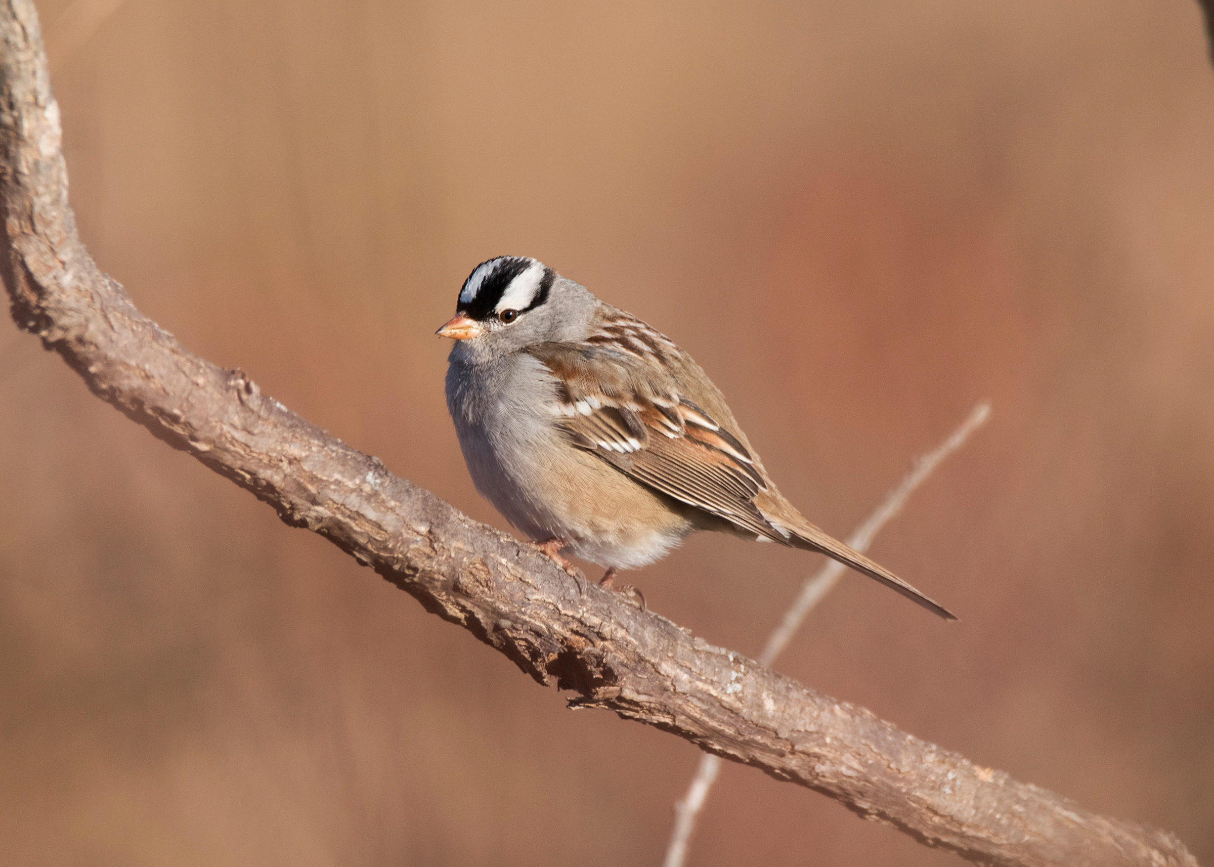 White crowned Sparrow Audubon Field Guide White crowned Sparrow Audubon Field Guide