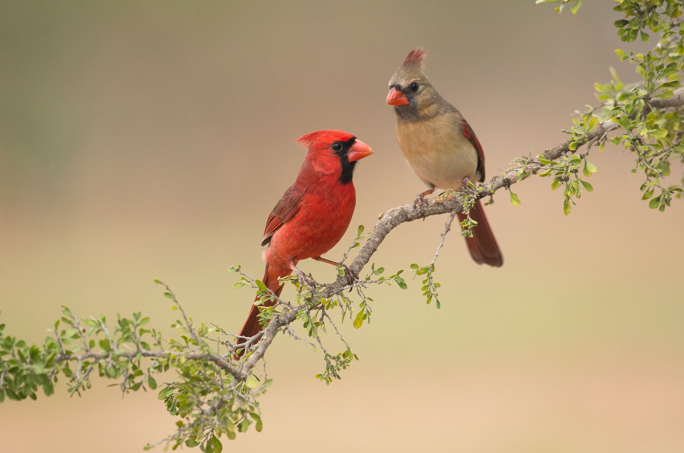 Northern Cardinal Audubon Field Guide