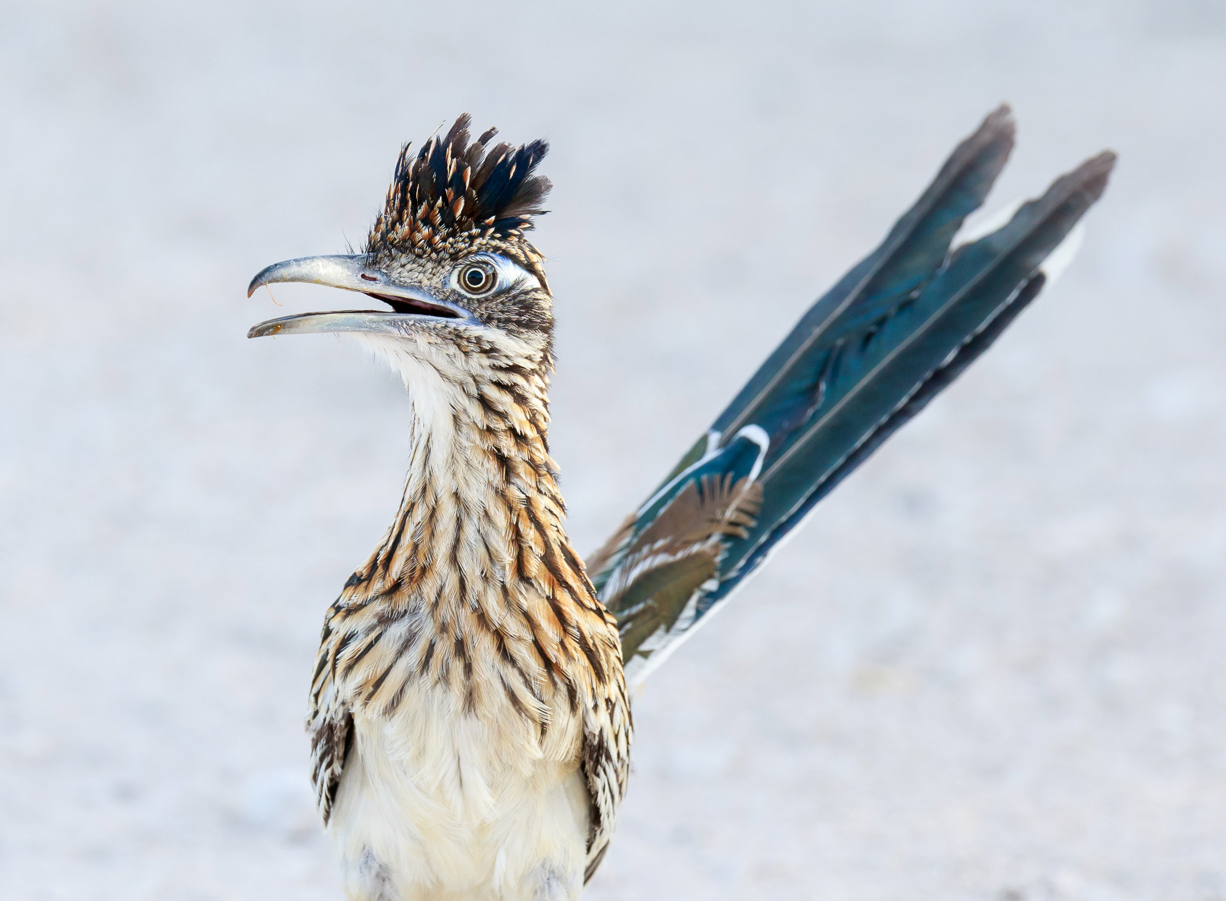 Greater Roadrunner Audubon Field Guide