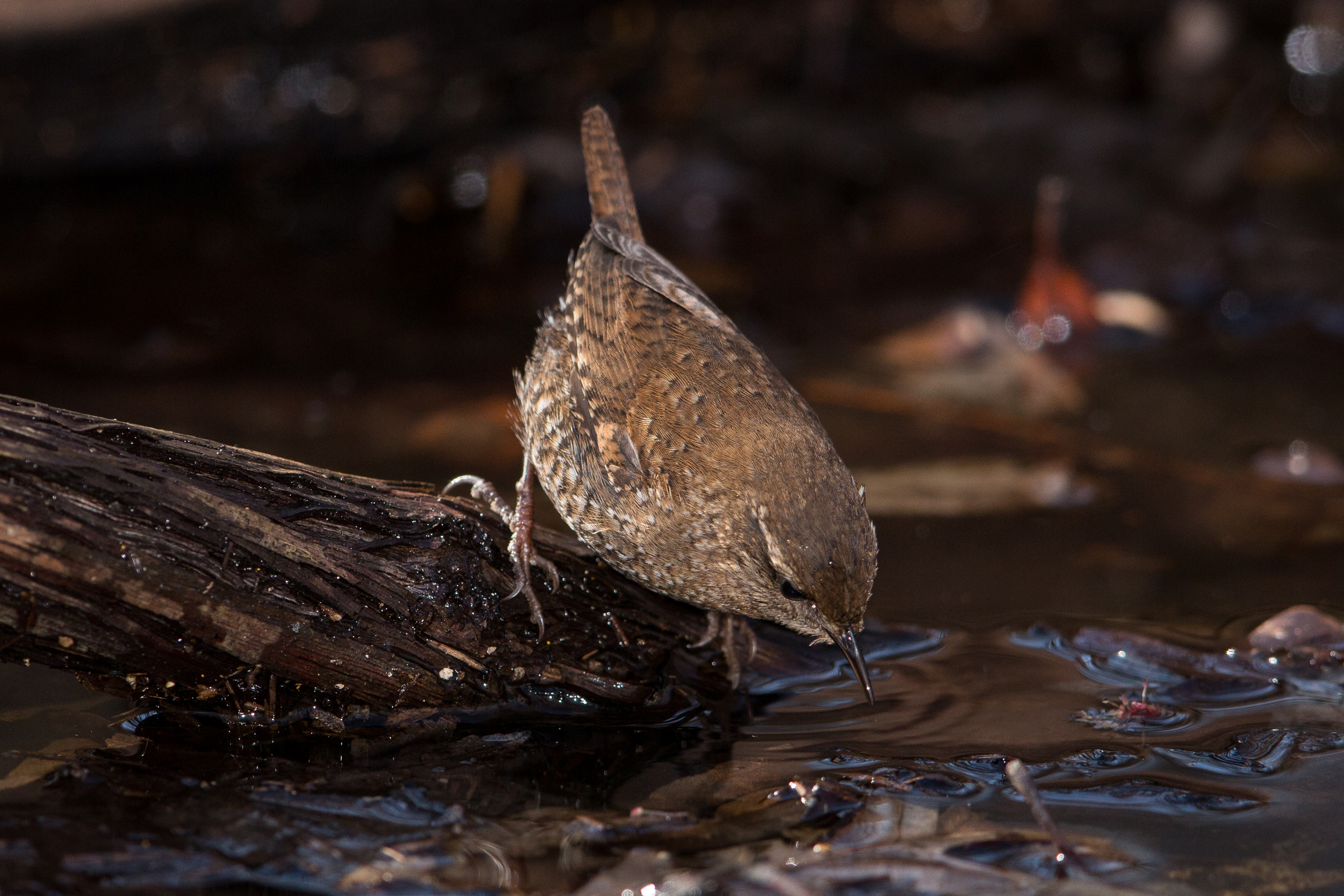 Winter Wren Audubon Field Guide