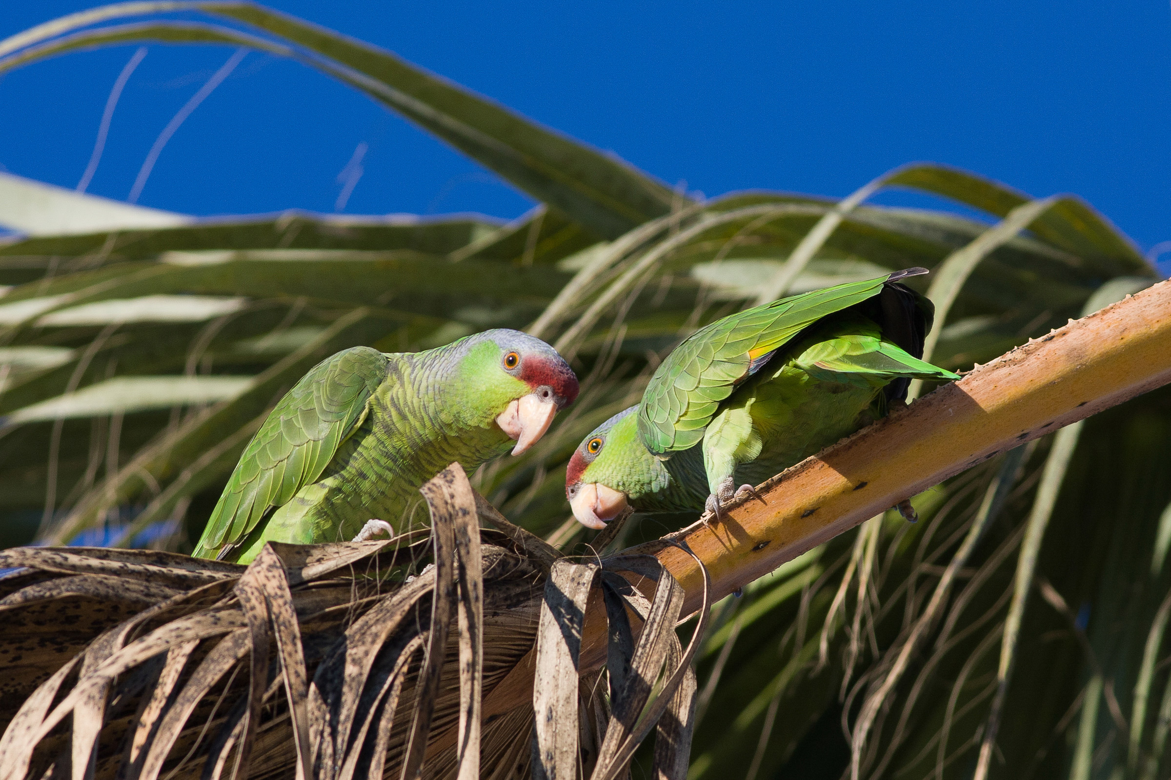 Lilaccrowned Parrot Audubon Field Guide