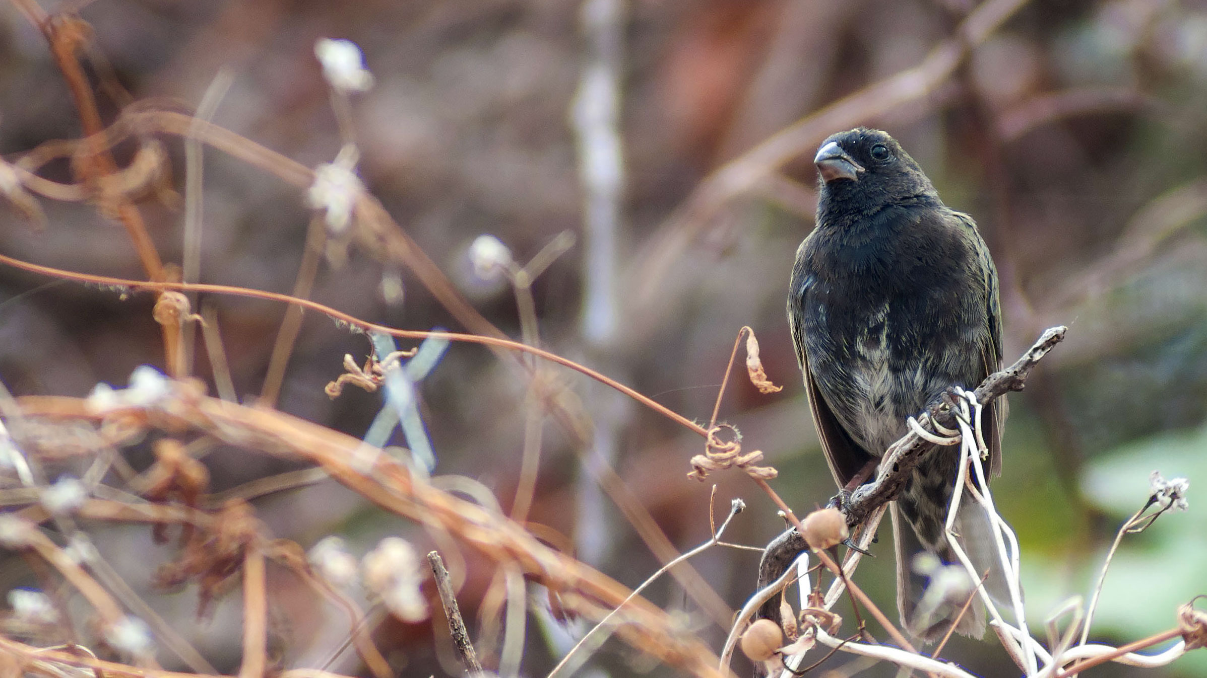 Black-faced Grassquit | Audubon Field Guide