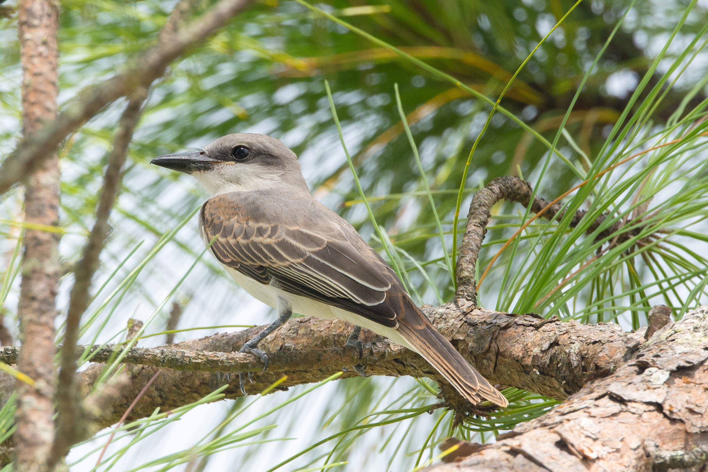 Gray Kingbird Audubon Field Guide