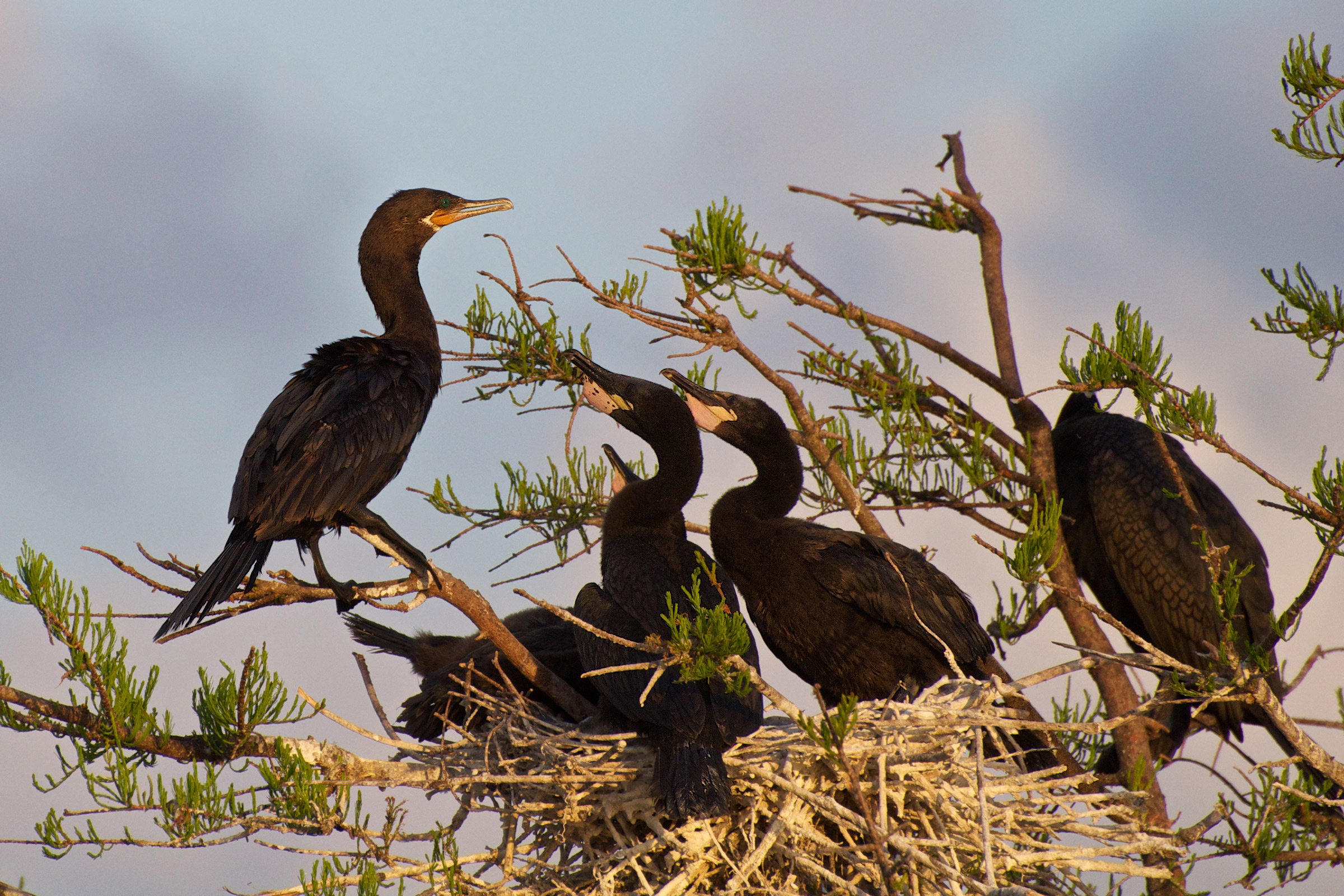 Neotropic Cormorant Audubon Field Guide The cormorants see more ». neotropic cormorant audubon field guide