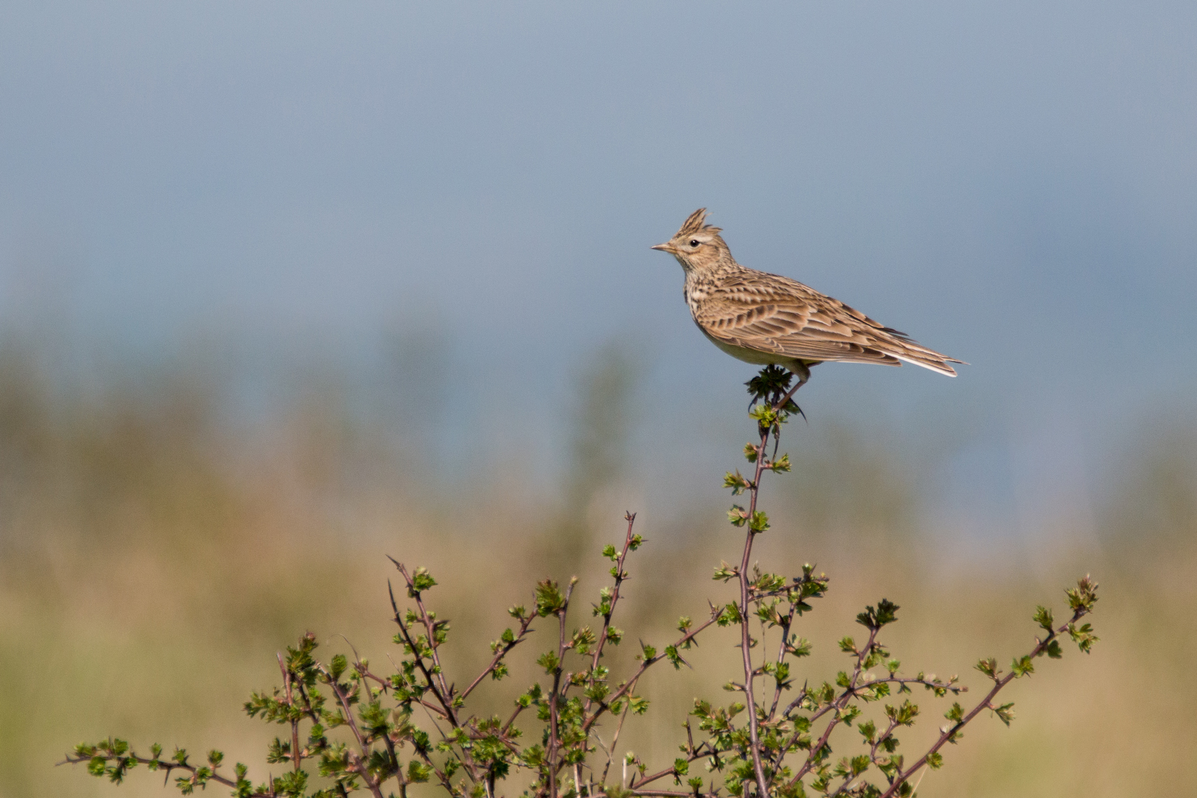 Alondra Común Guía de Aves