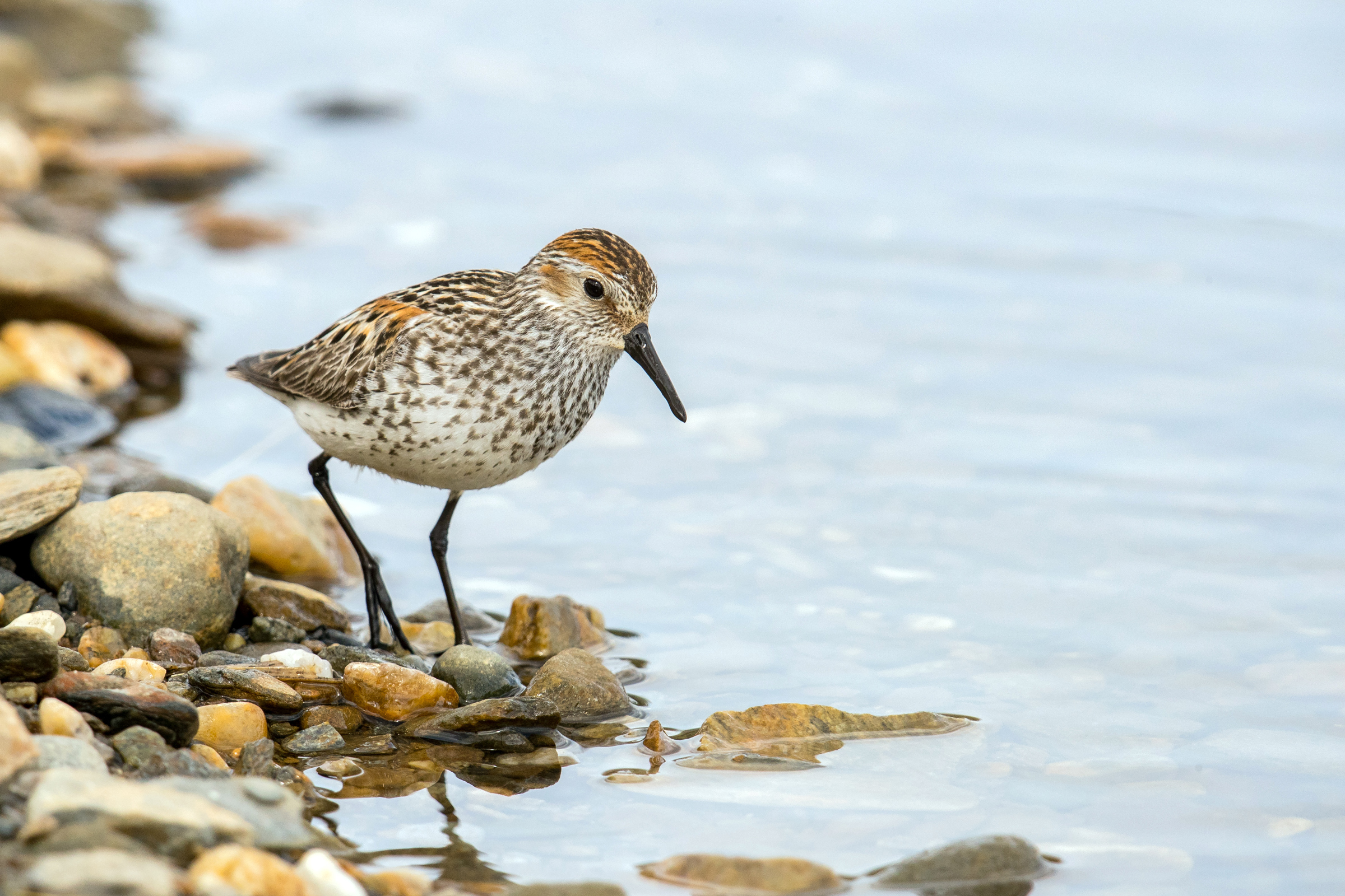 Western Sandpiper Audubon Field Guide Western Sandpiper Audubon Field Guide