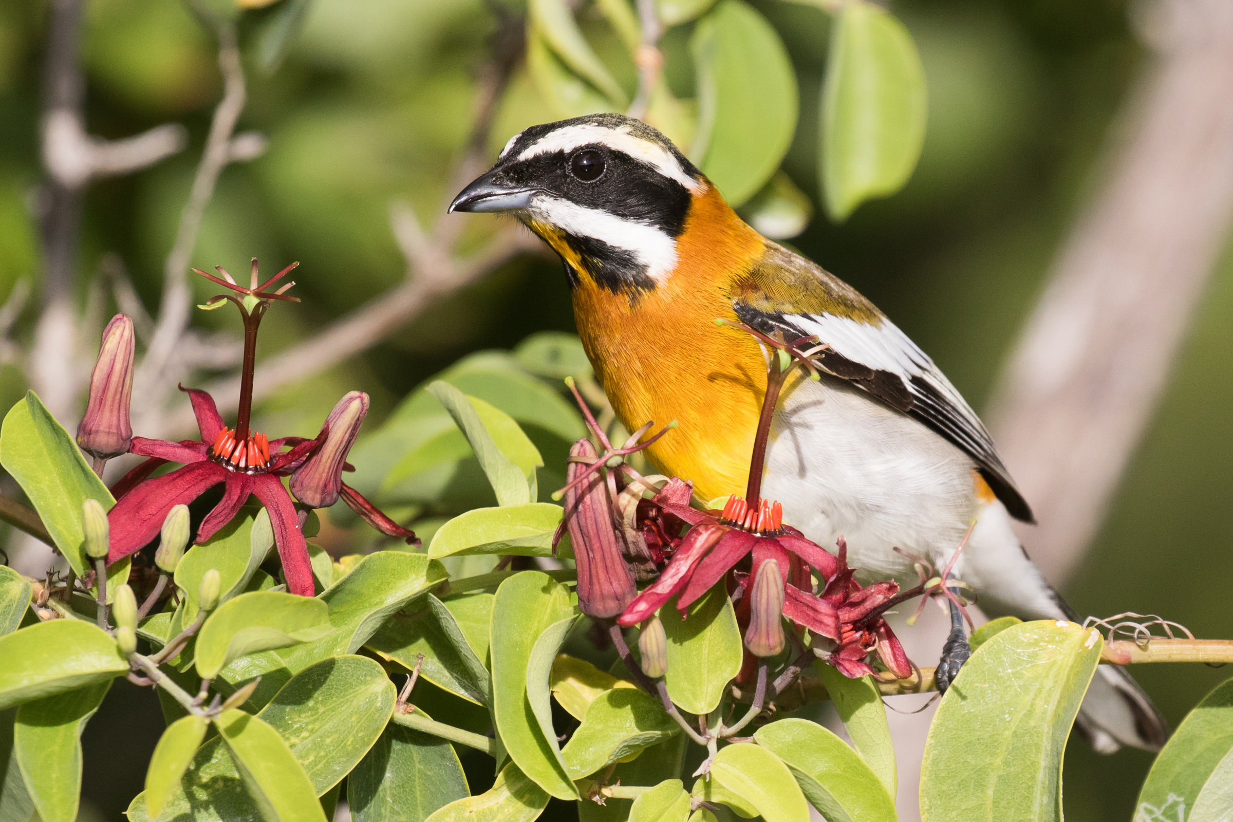 Western Spindalis Audubon Field Guide