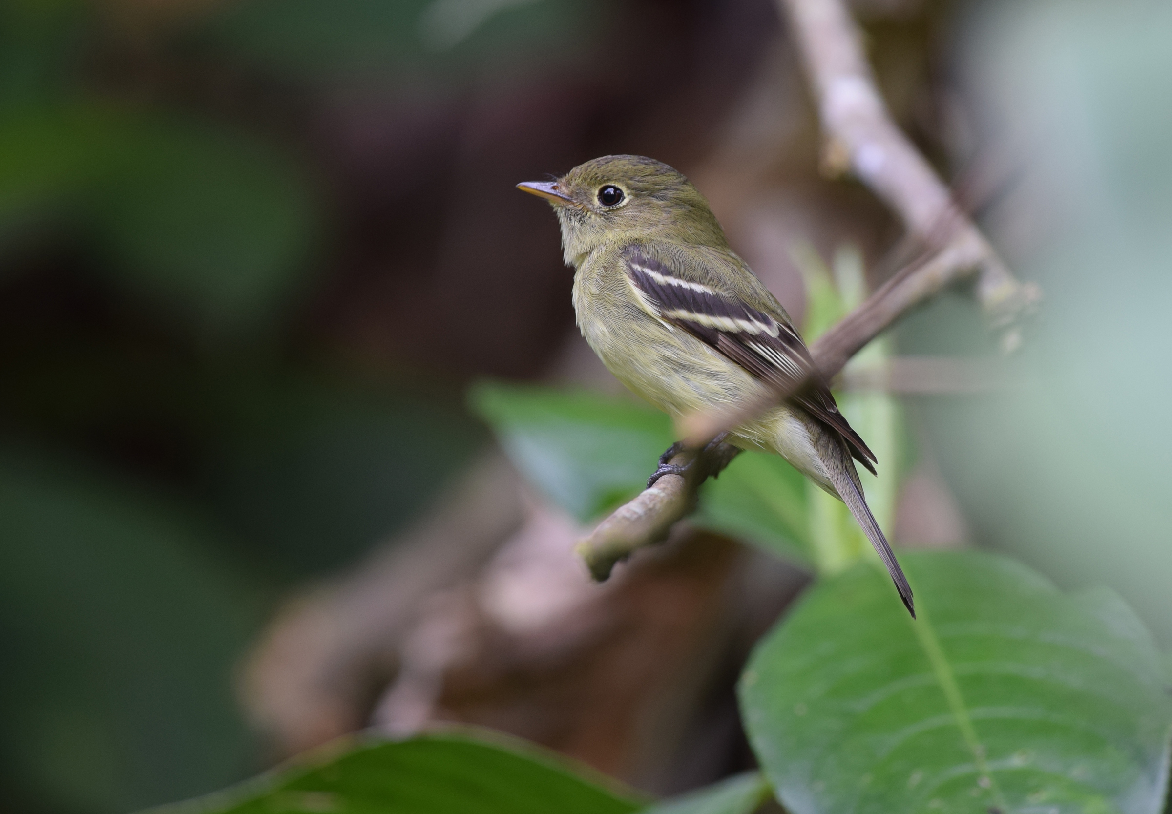 Yellow-bellied Flycatcher | Audubon Field Guide