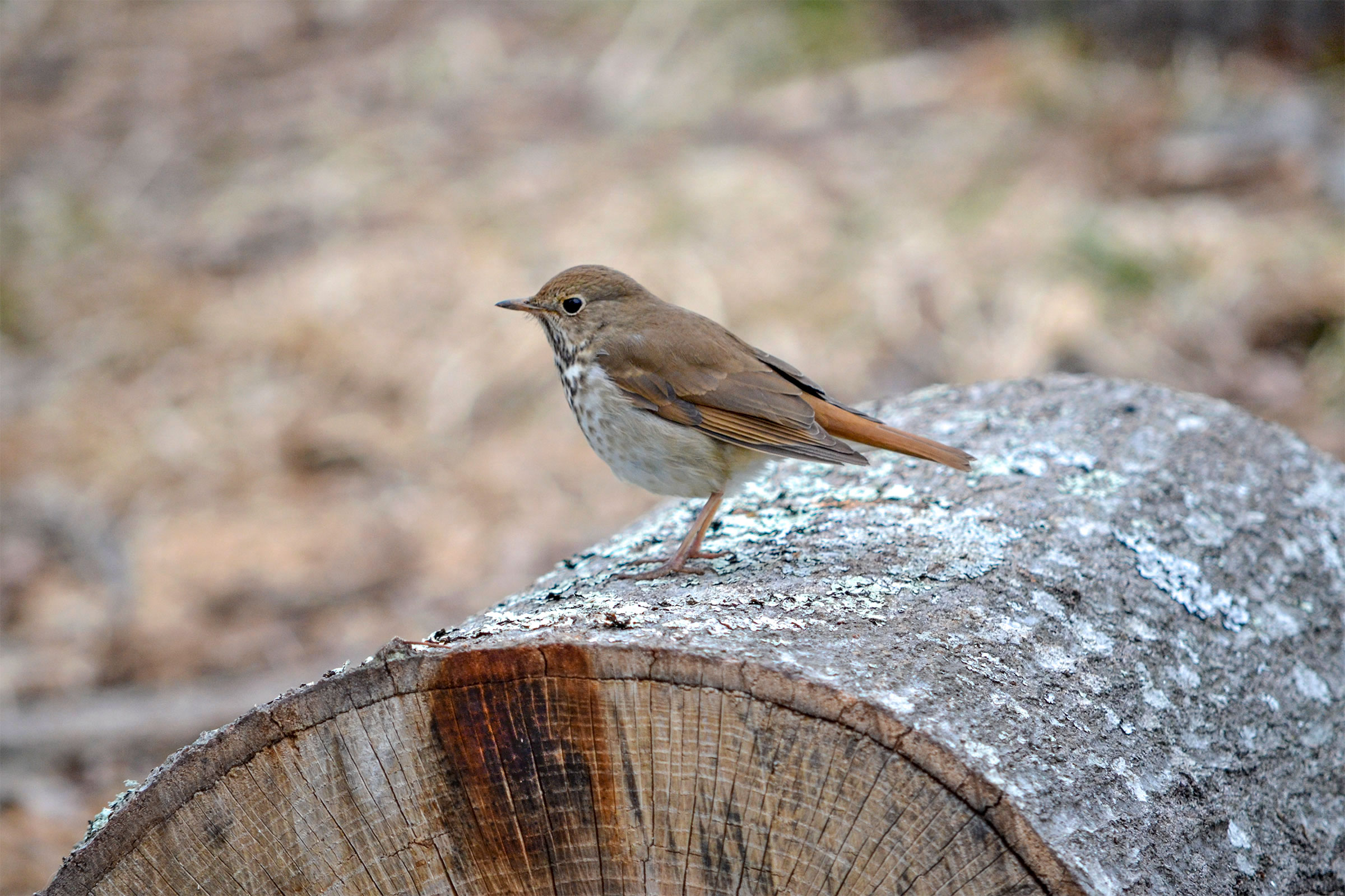 Hermit Thrush populations are significantly lower in Minnesota and Wisconsin forests where European earthworms are present. Jumping worms will likely exacerbate these effects. Laura Sprinkle/Great Backyard Bird Count