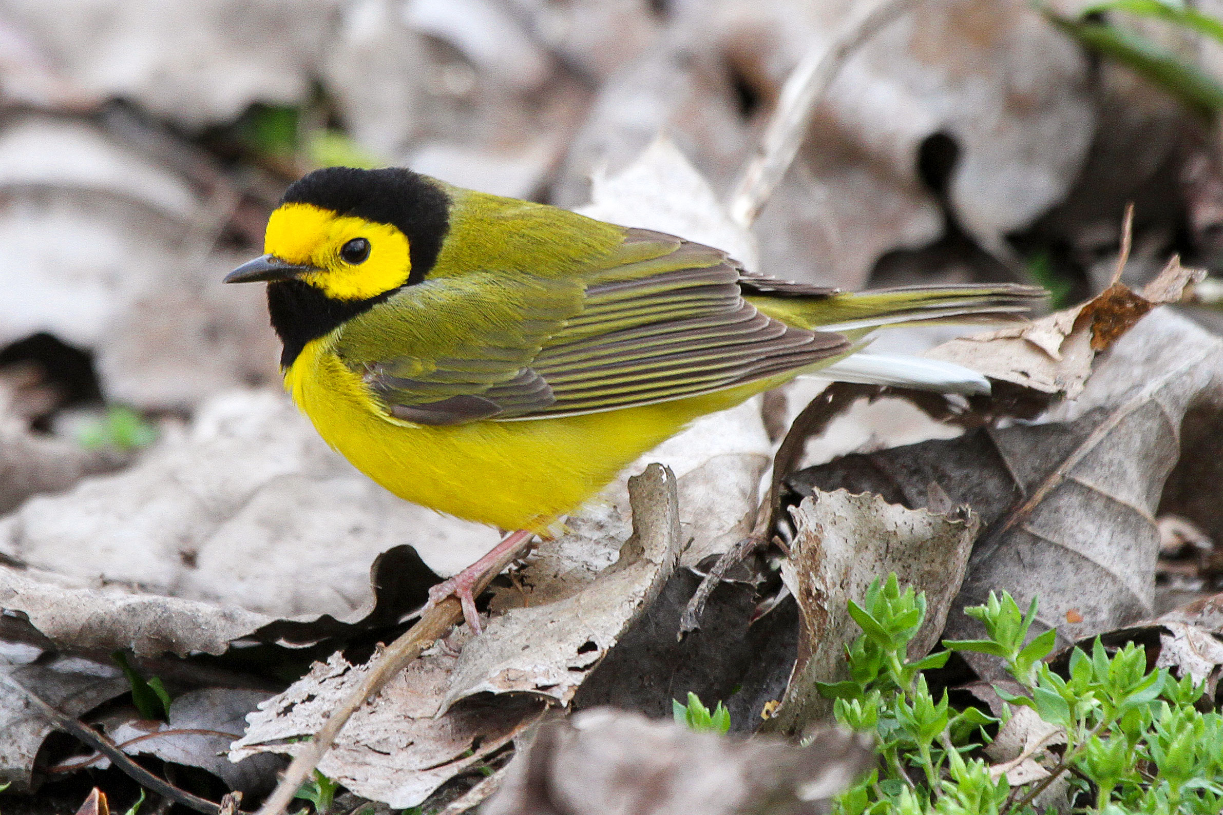 Hooded Warbler. Kenn Kaufman