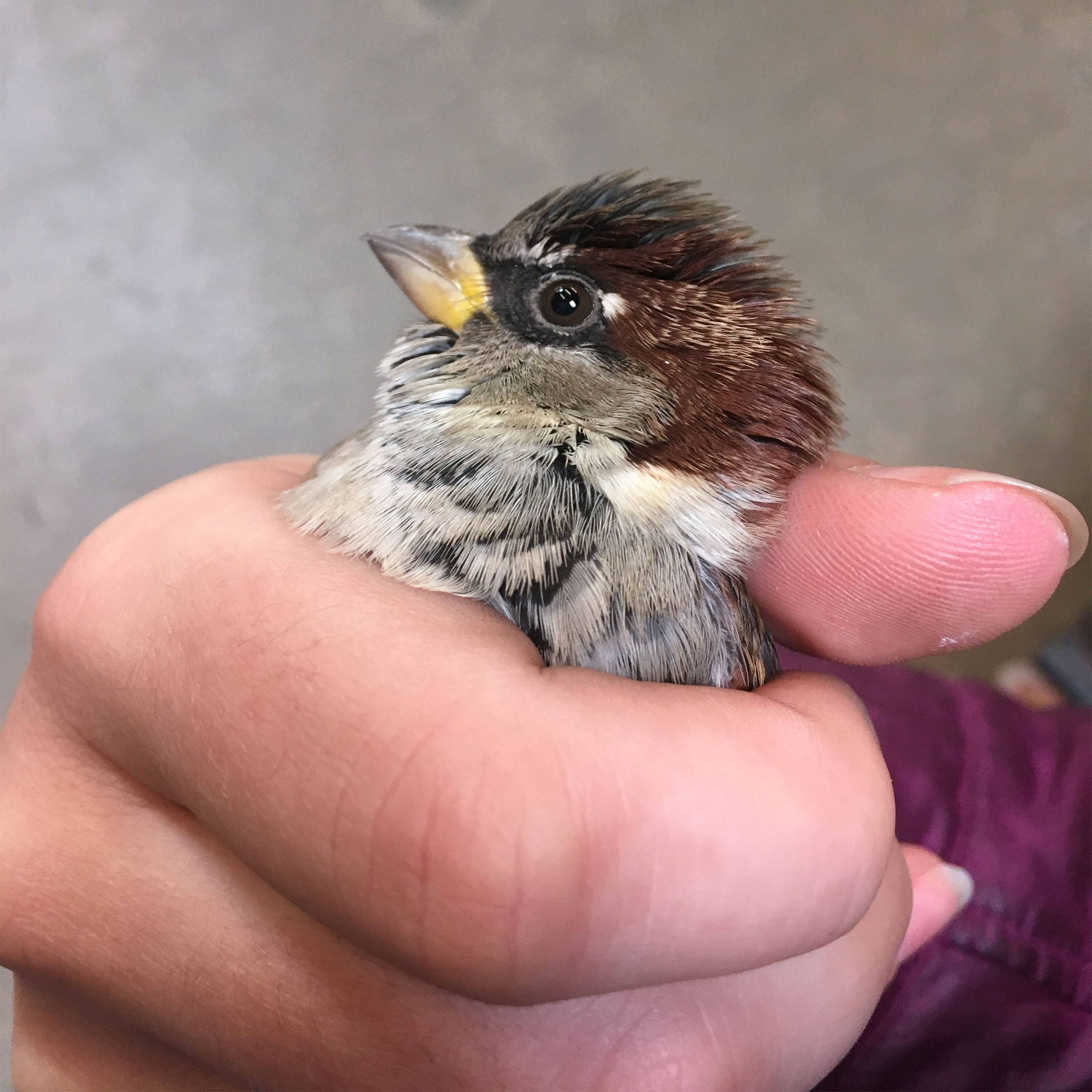 Brittany Leick, a bird-removal expert, holds a House Sparrow before its release. Brittany Leick
