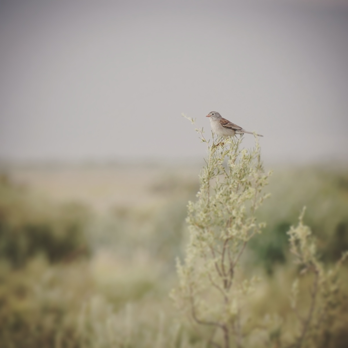 Noah's view of the Worthen's Sparrow. Noah Strycker