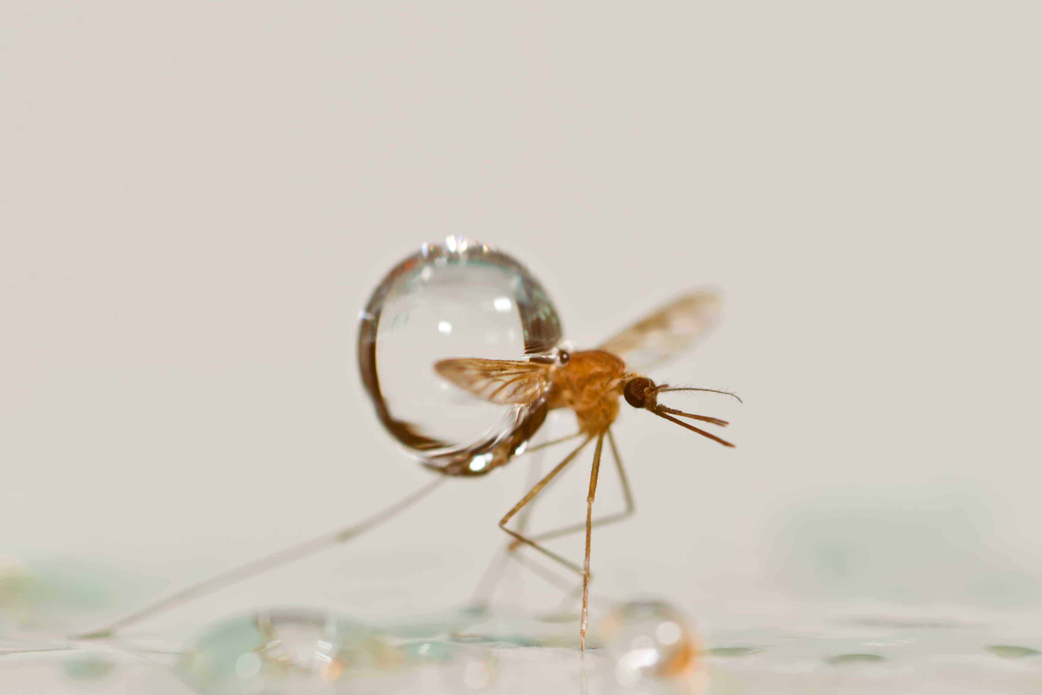 Mosquitoes Ride the Rain Audubon