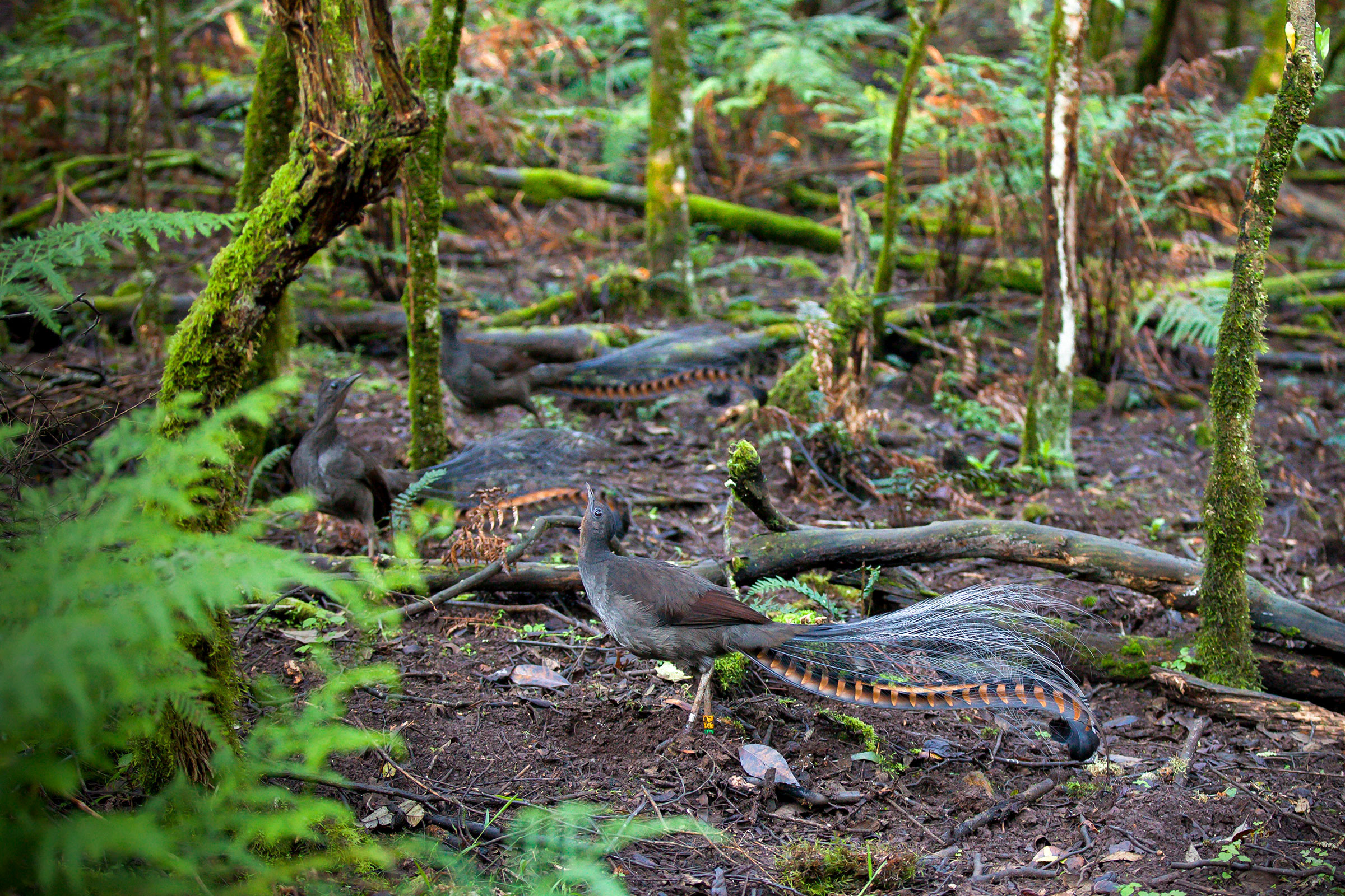Superb Lyrebirds in a territorial display. Alex Maisey