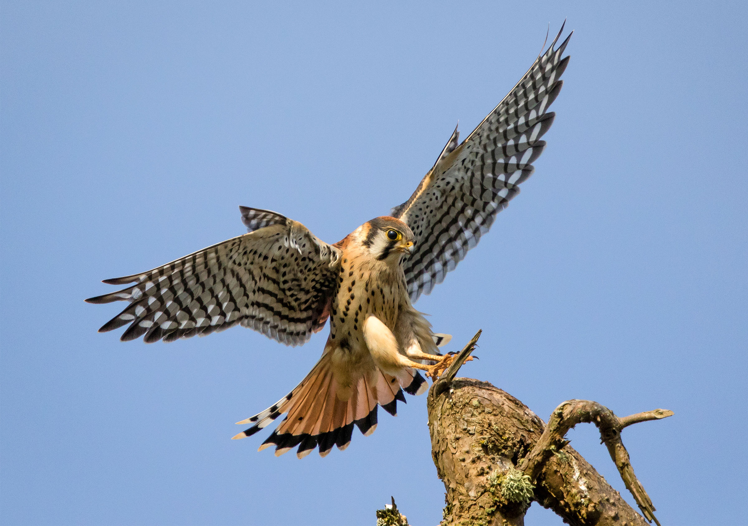 Migratory Bird Treaty Act Under Attack in the U.S. House | Audubon