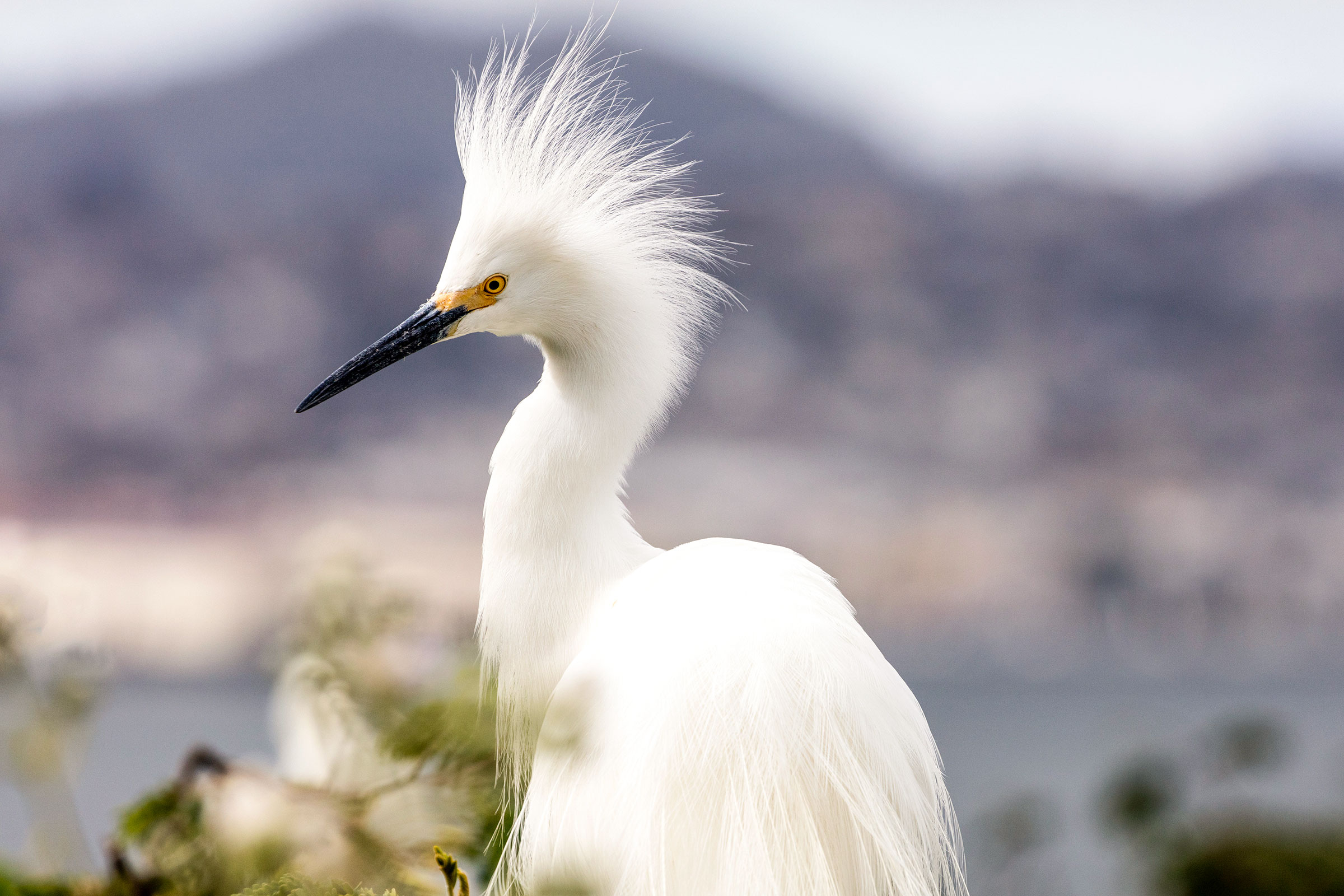 Snowy Egret. Danita Delimont/Alamy
